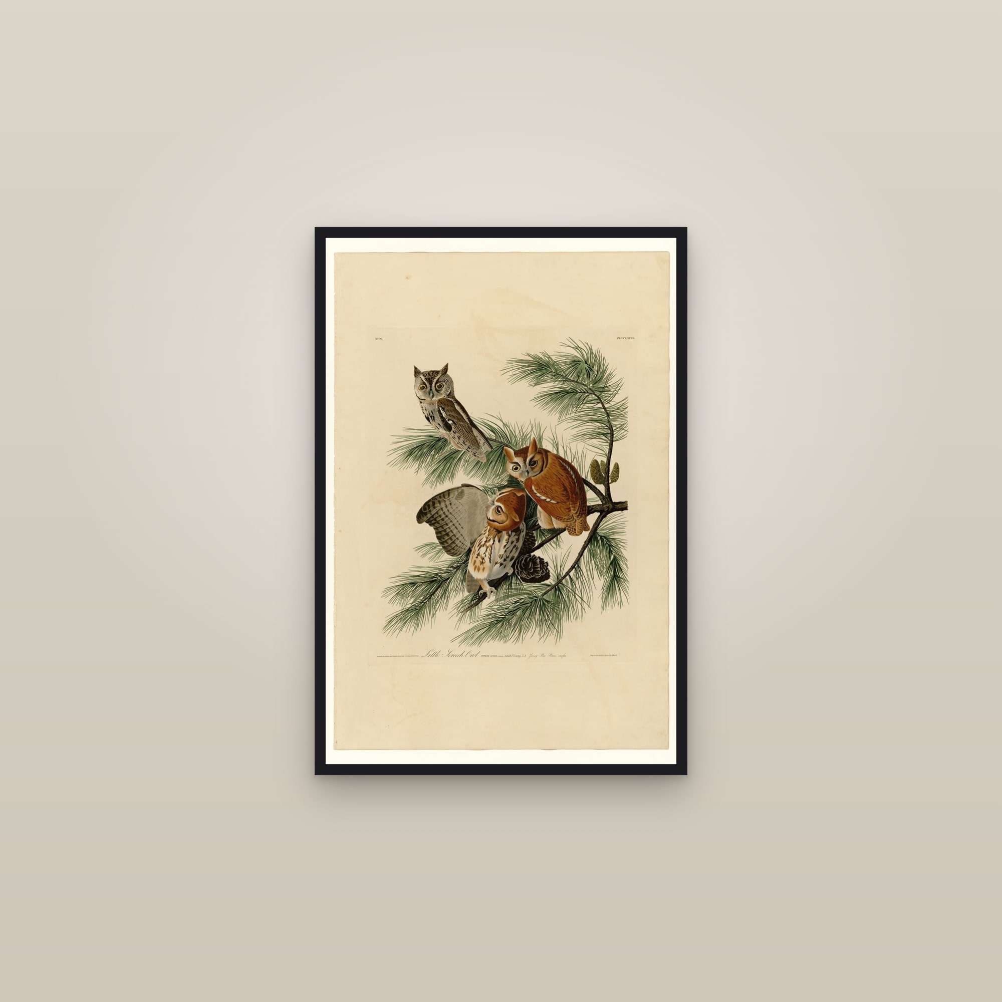Eastern Screech-Owl — framed in a gallery setting