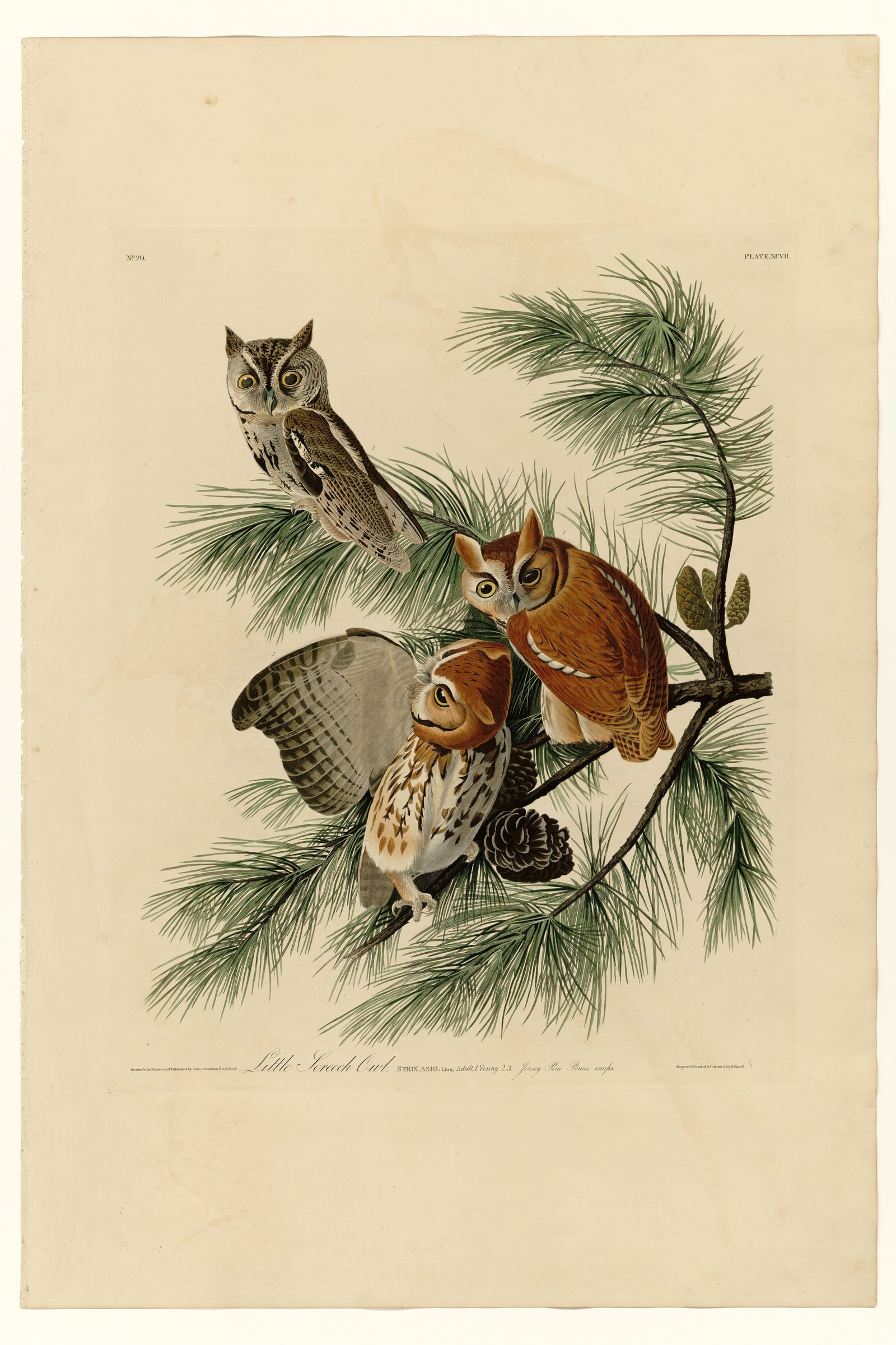 Eastern Screech-Owl