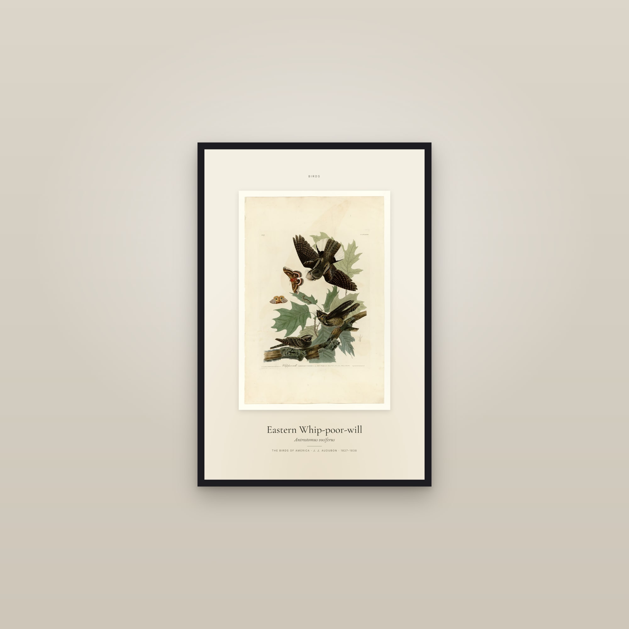 Eastern Whip-poor-will — Specimen — framed in a gallery setting
