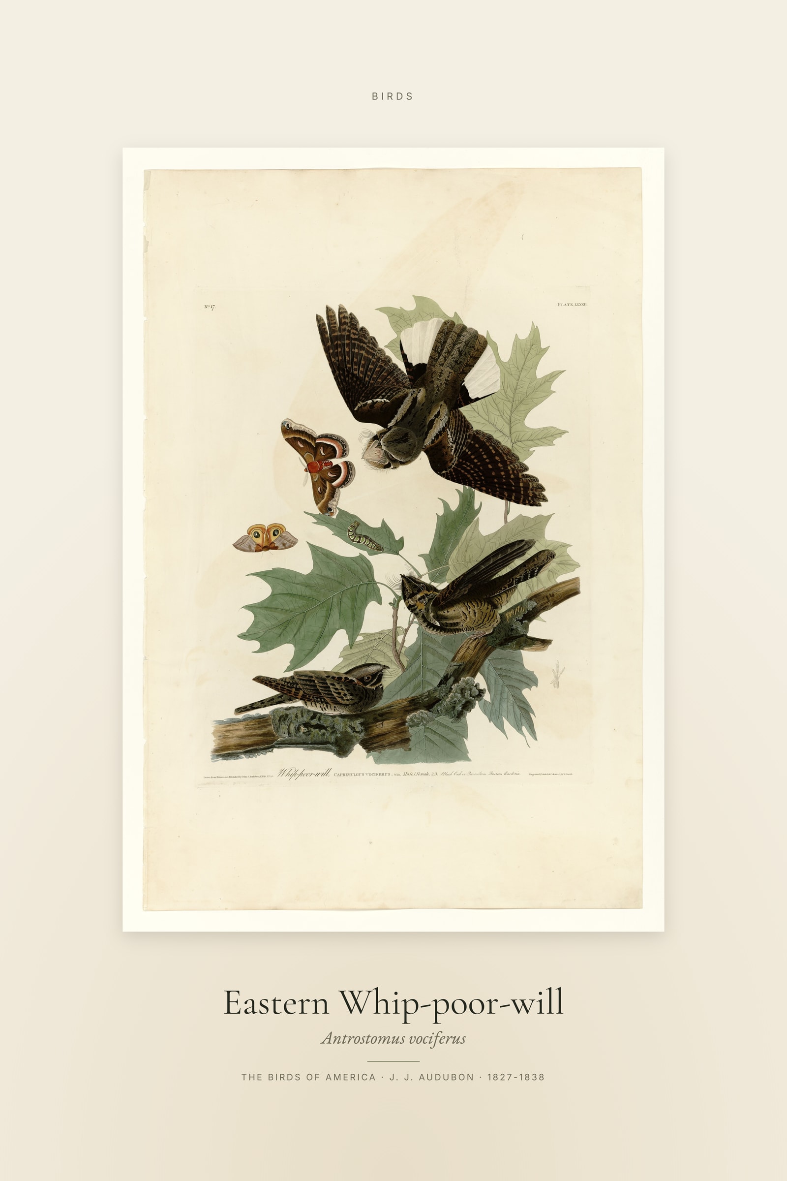Eastern Whip-poor-will — Specimen