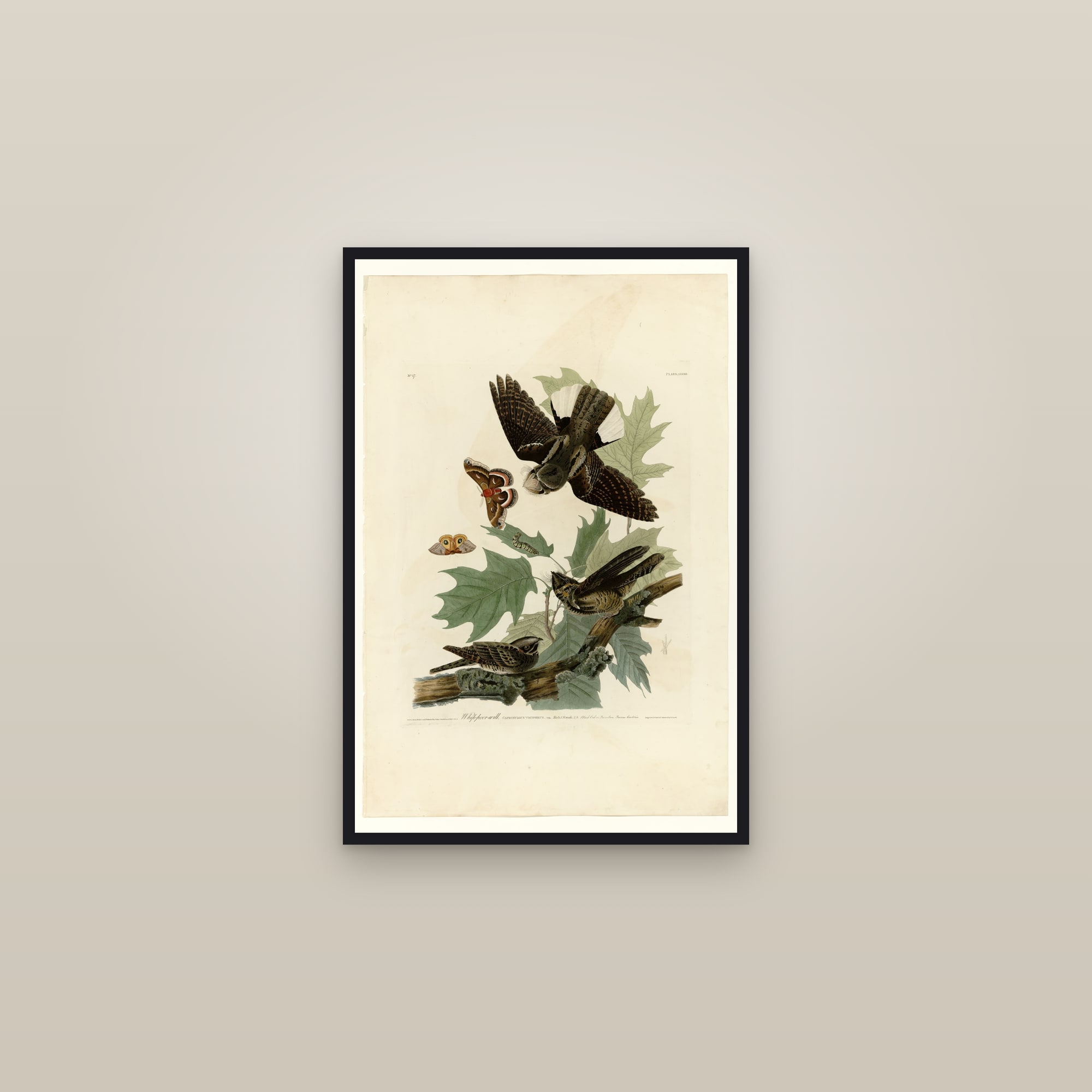 Eastern Whip-poor-will — framed in a gallery setting