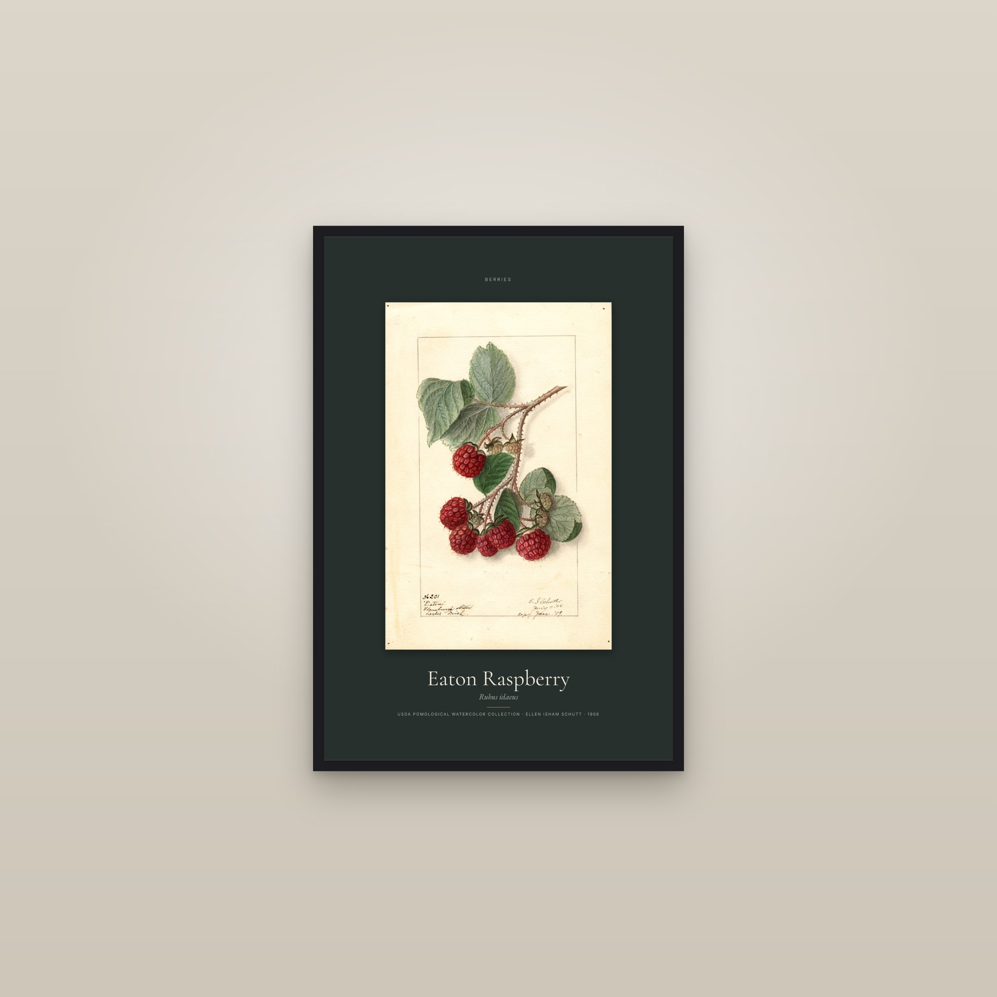 Eaton Raspberry — Specimen — framed in a gallery setting
