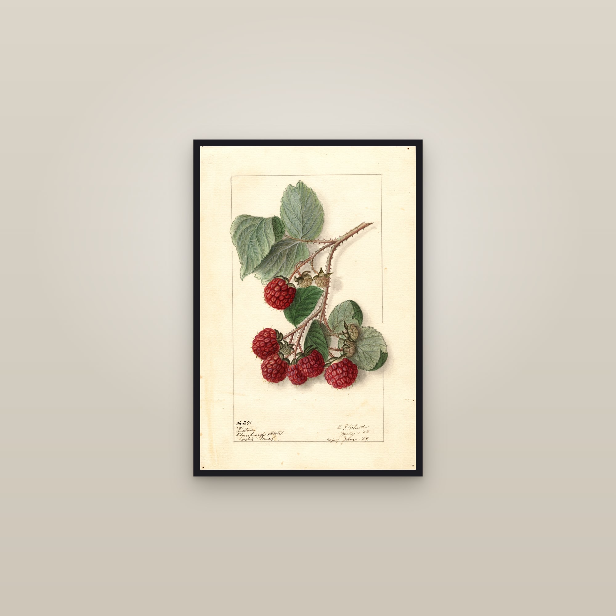 Eaton Raspberry — framed in a gallery setting