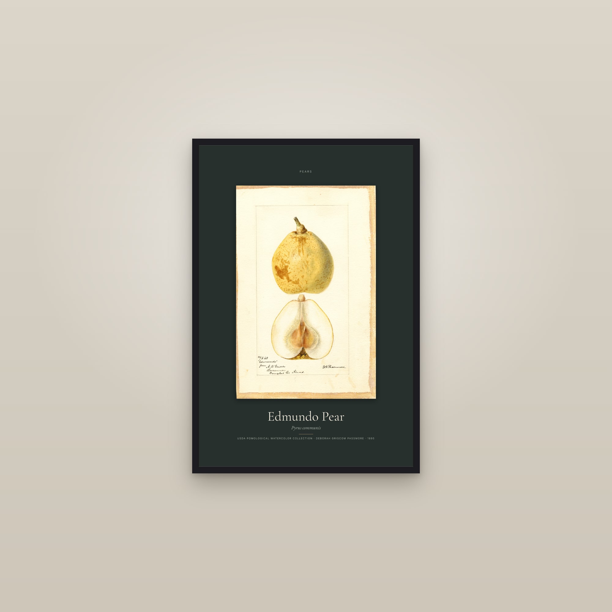 Edmundo Pear — Specimen — framed in a gallery setting
