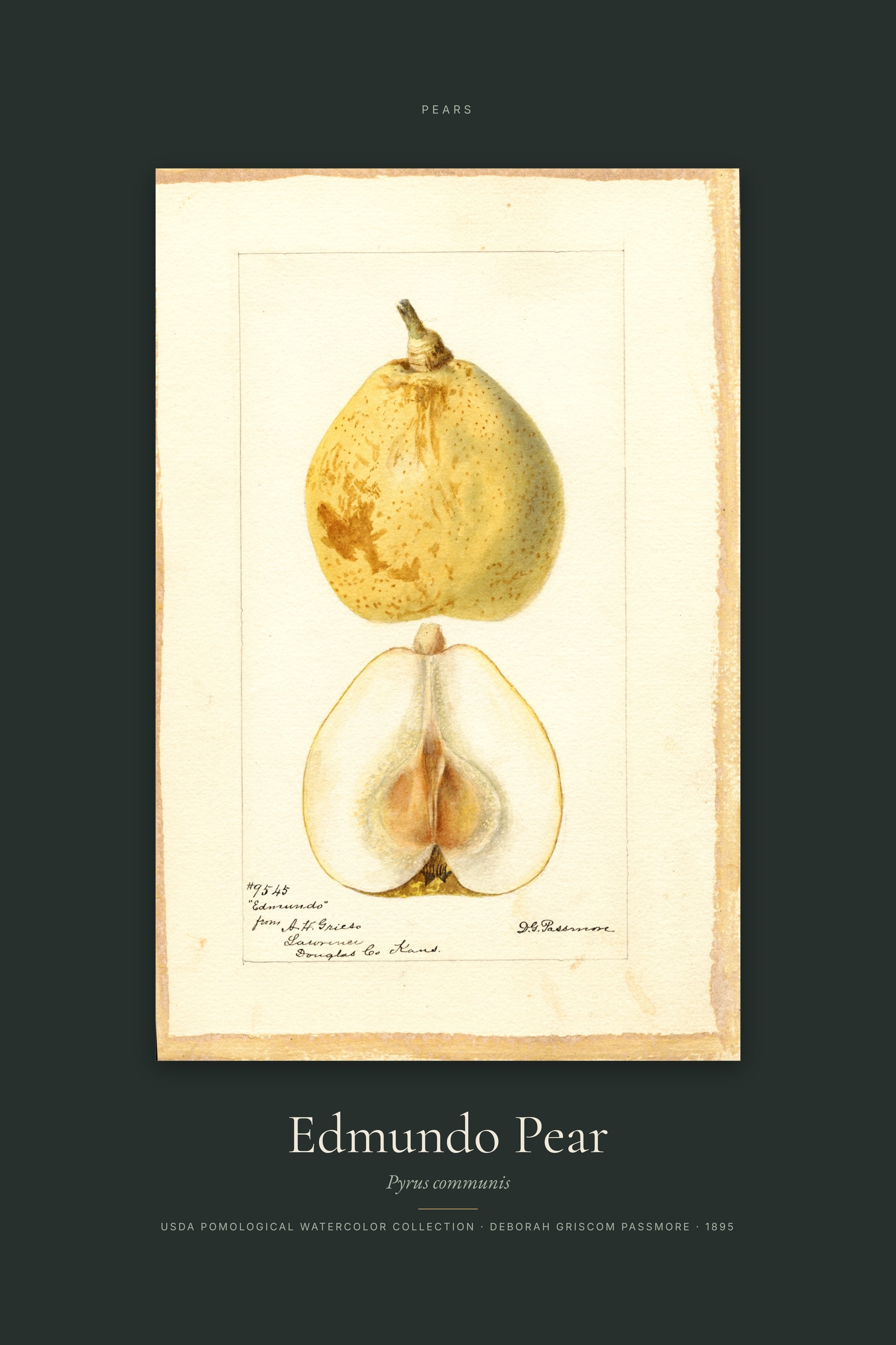 Edmundo Pear — Specimen
