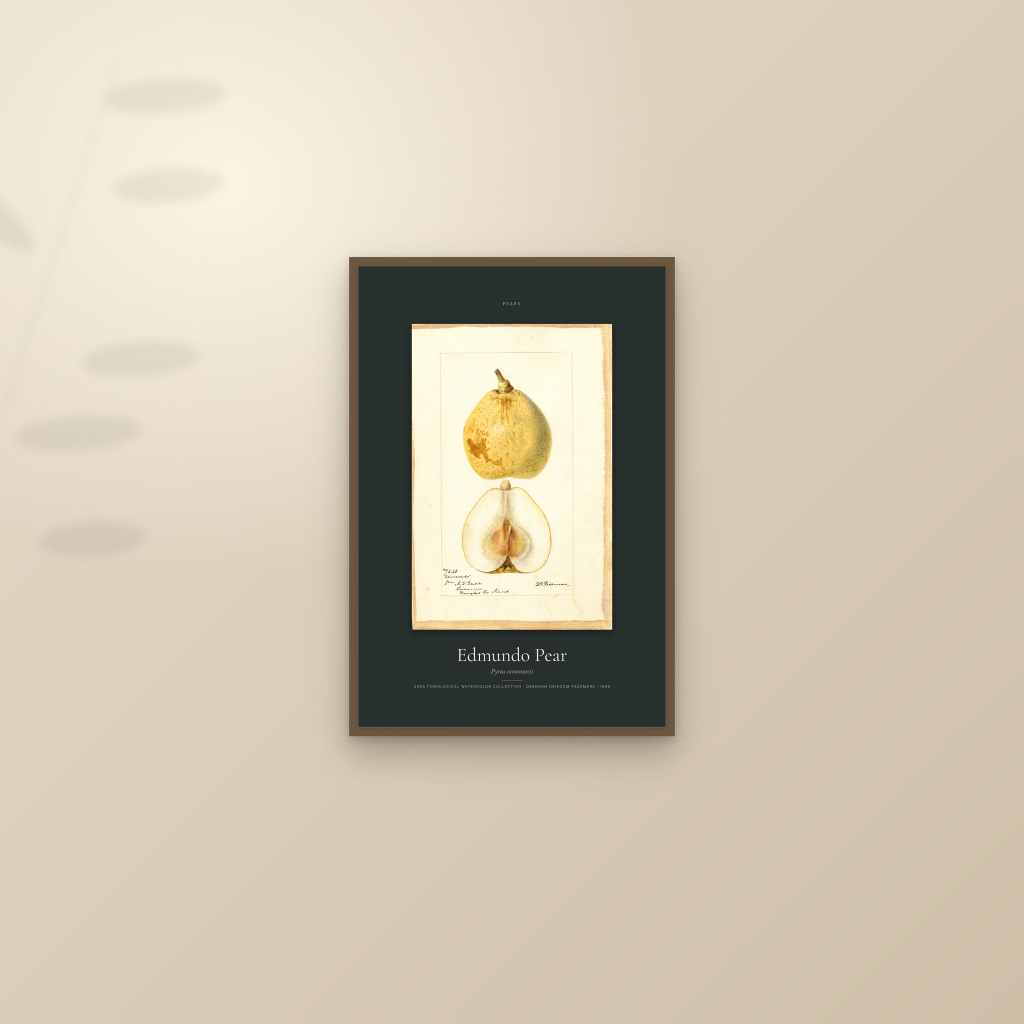 Edmundo Pear — Specimen — framed and styled on a sunlit wall
