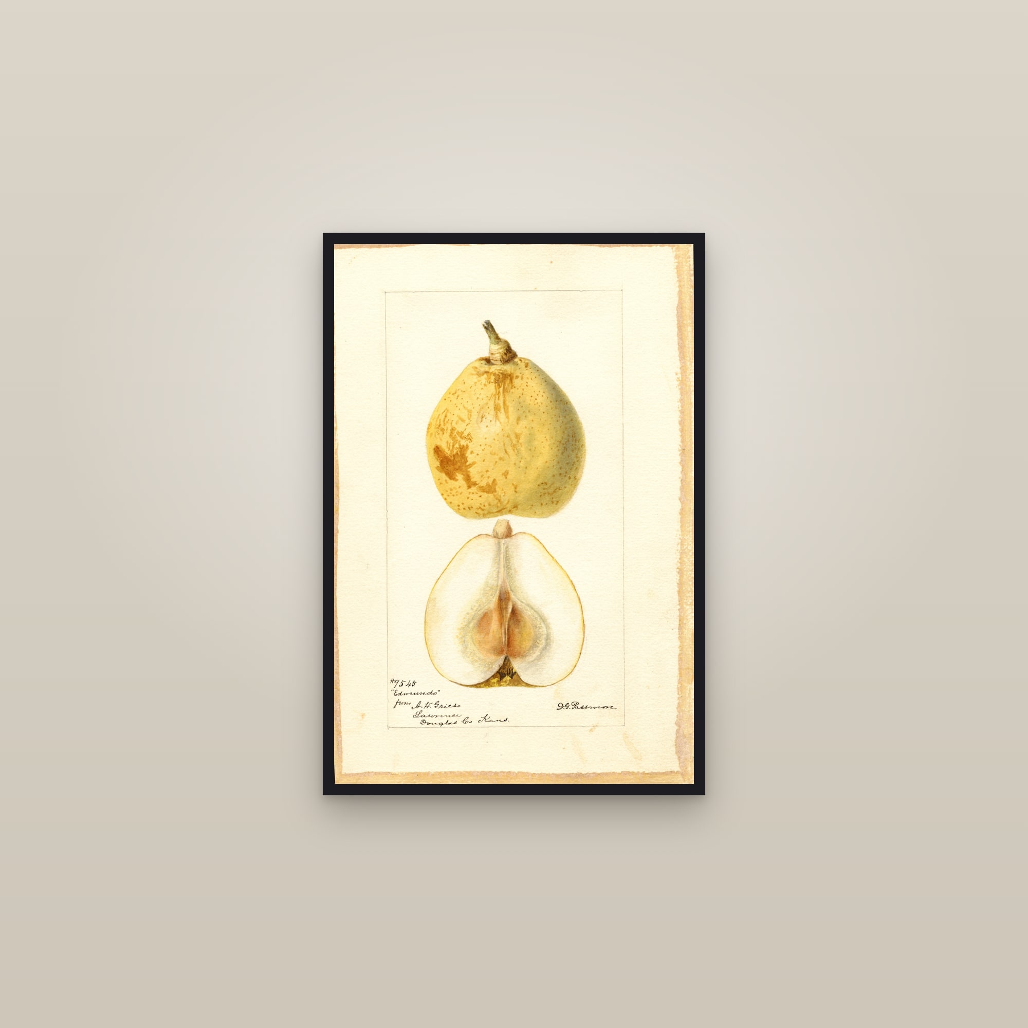 Edmundo Pear — framed in a gallery setting