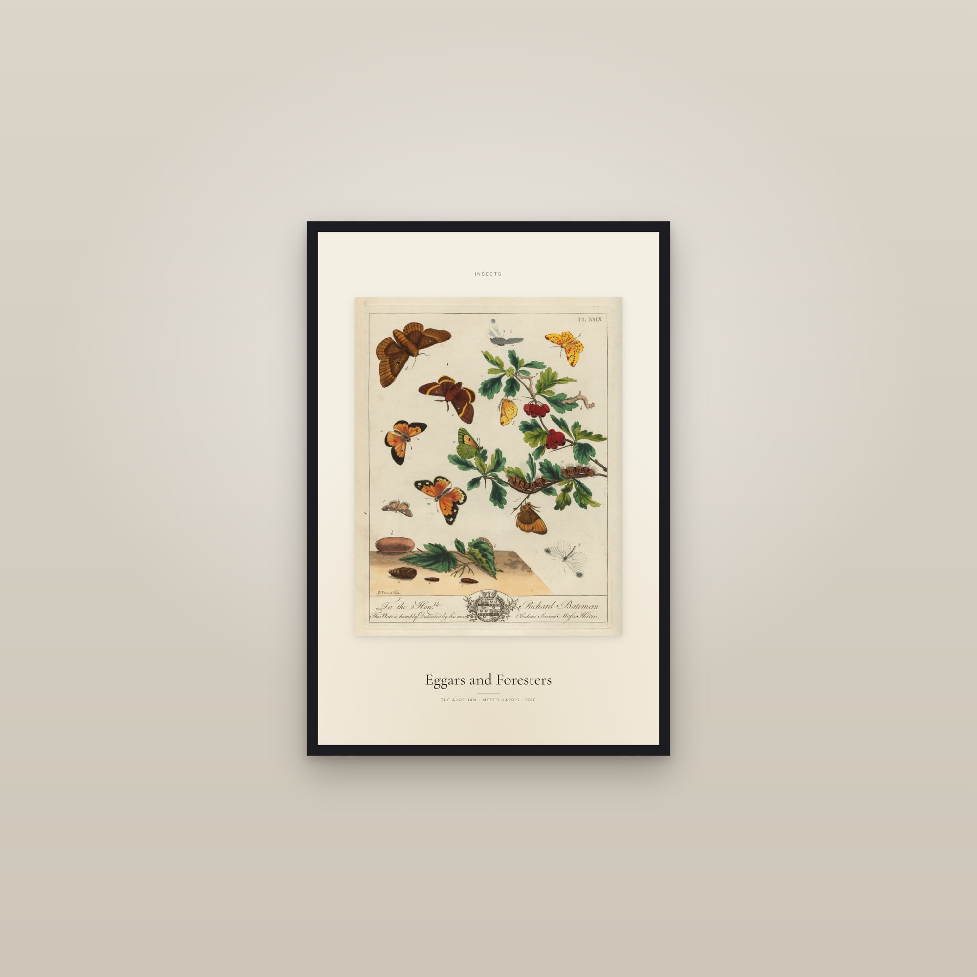 Eggars and Foresters — Specimen — framed in a gallery setting