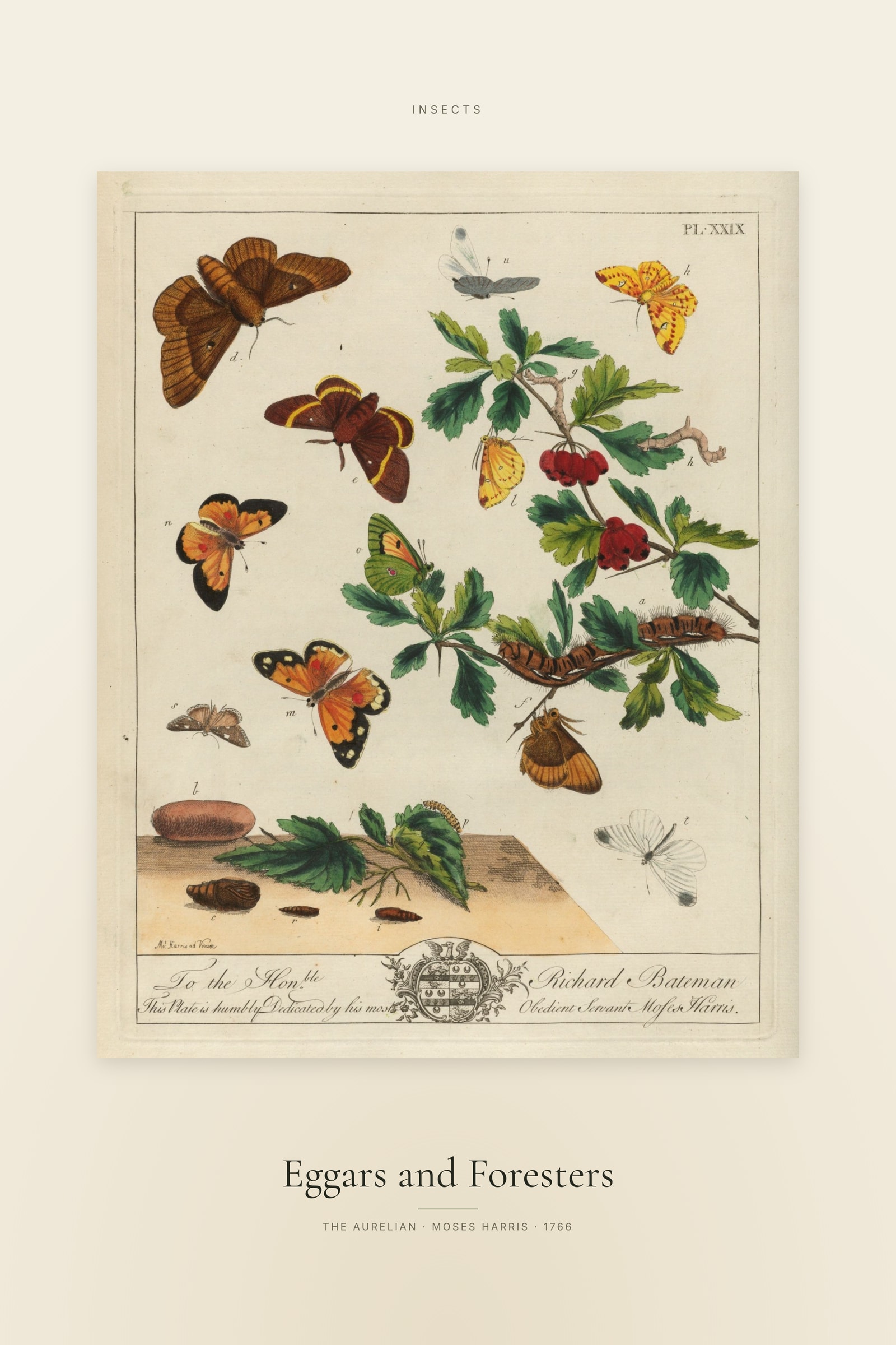 Eggars and Foresters — Specimen