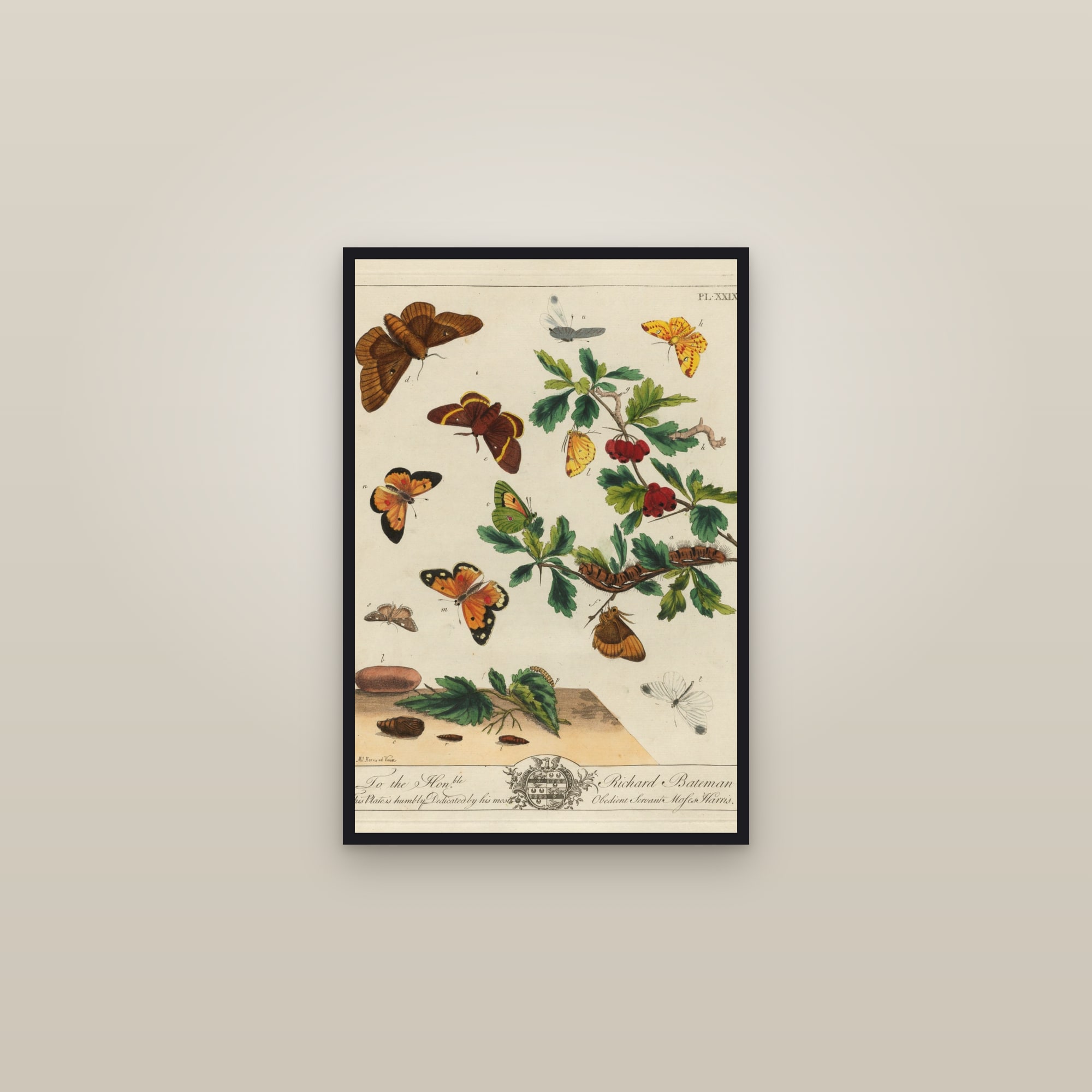 Eggars and Foresters — framed in a gallery setting