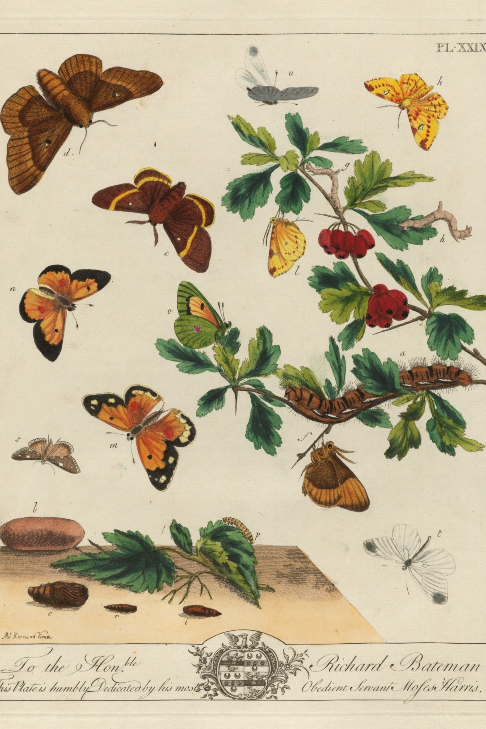Eggars and Foresters