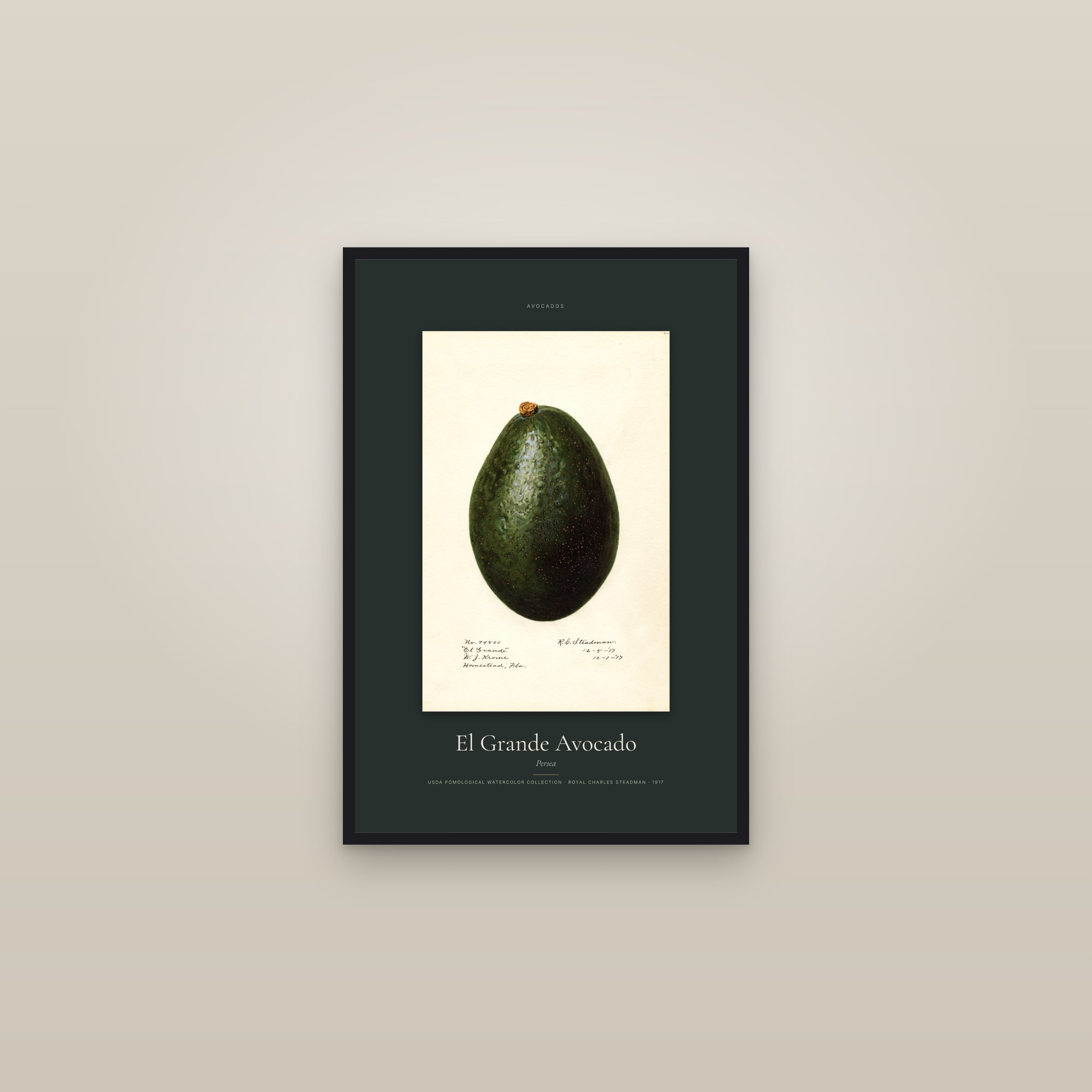 El Grande Avocado — Specimen — framed in a gallery setting