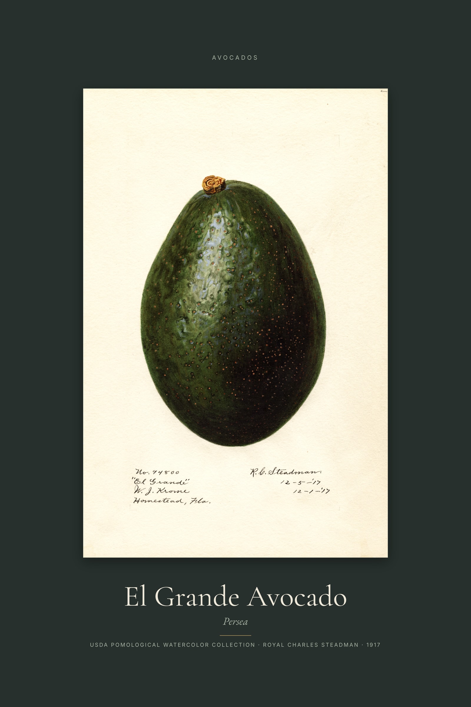 El Grande Avocado — Specimen