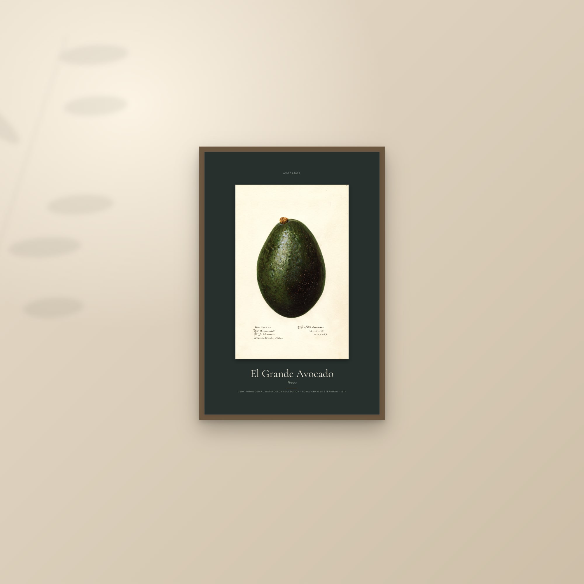El Grande Avocado — Specimen — framed and styled on a sunlit wall