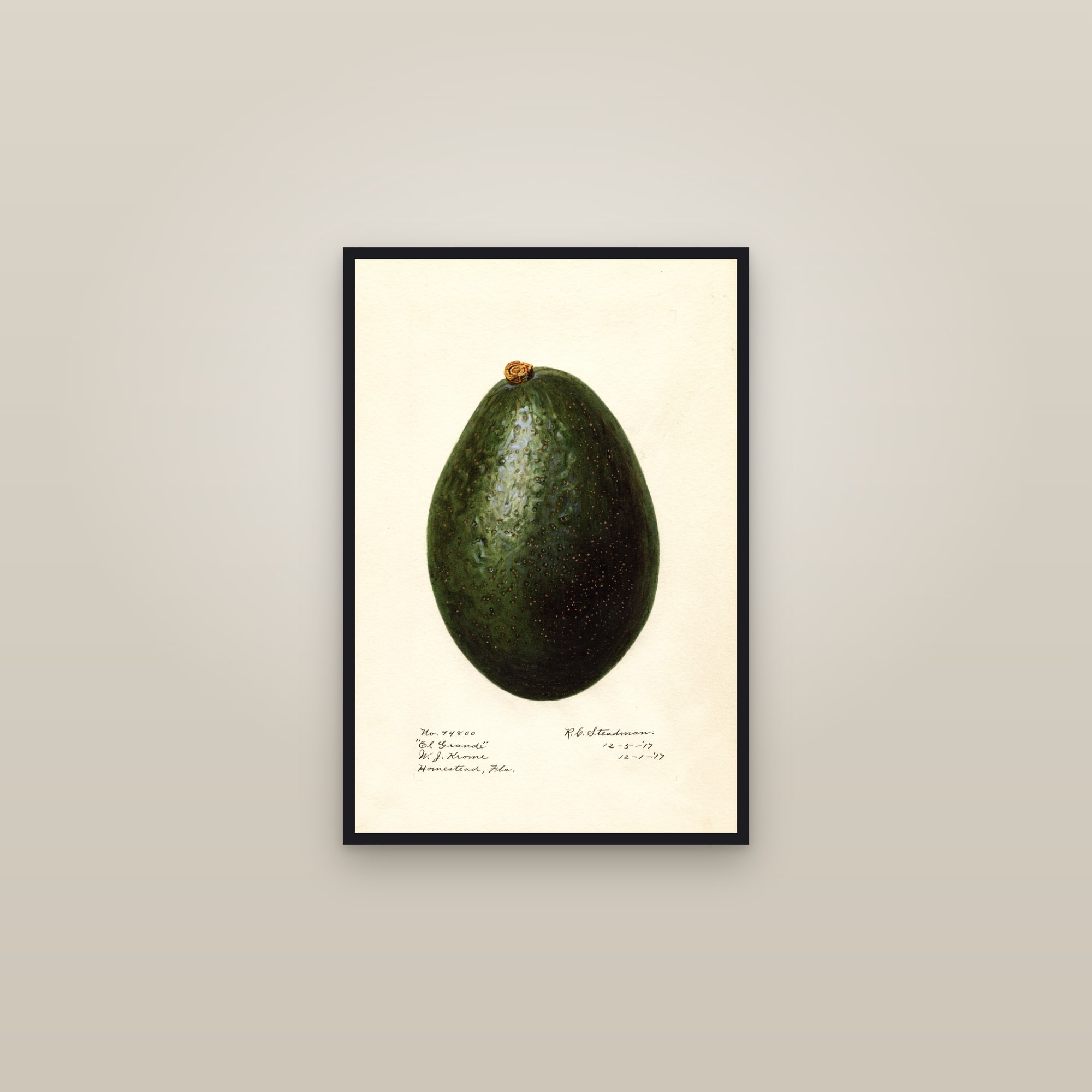 El Grande Avocado — framed in a gallery setting