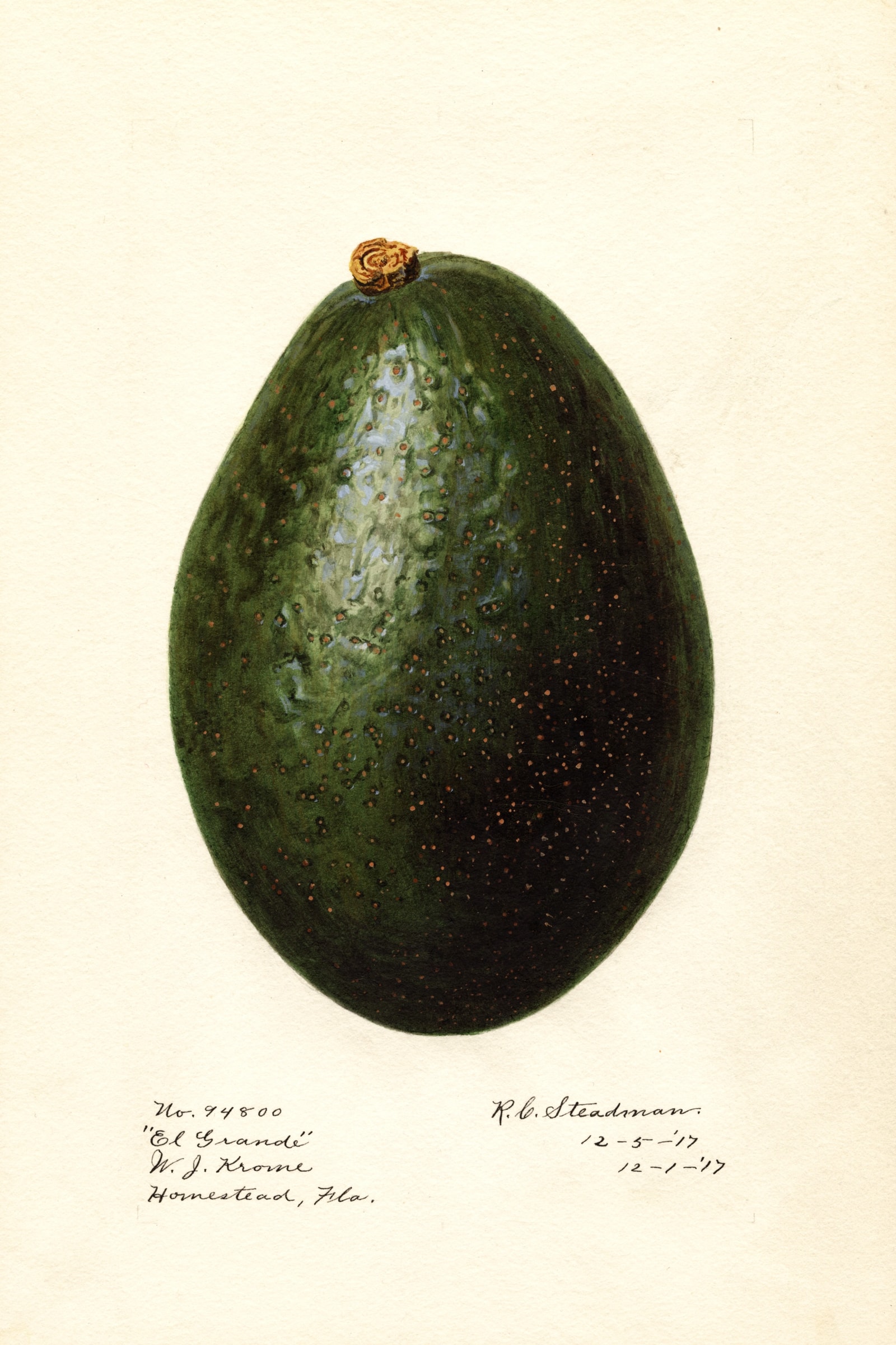 El Grande Avocado