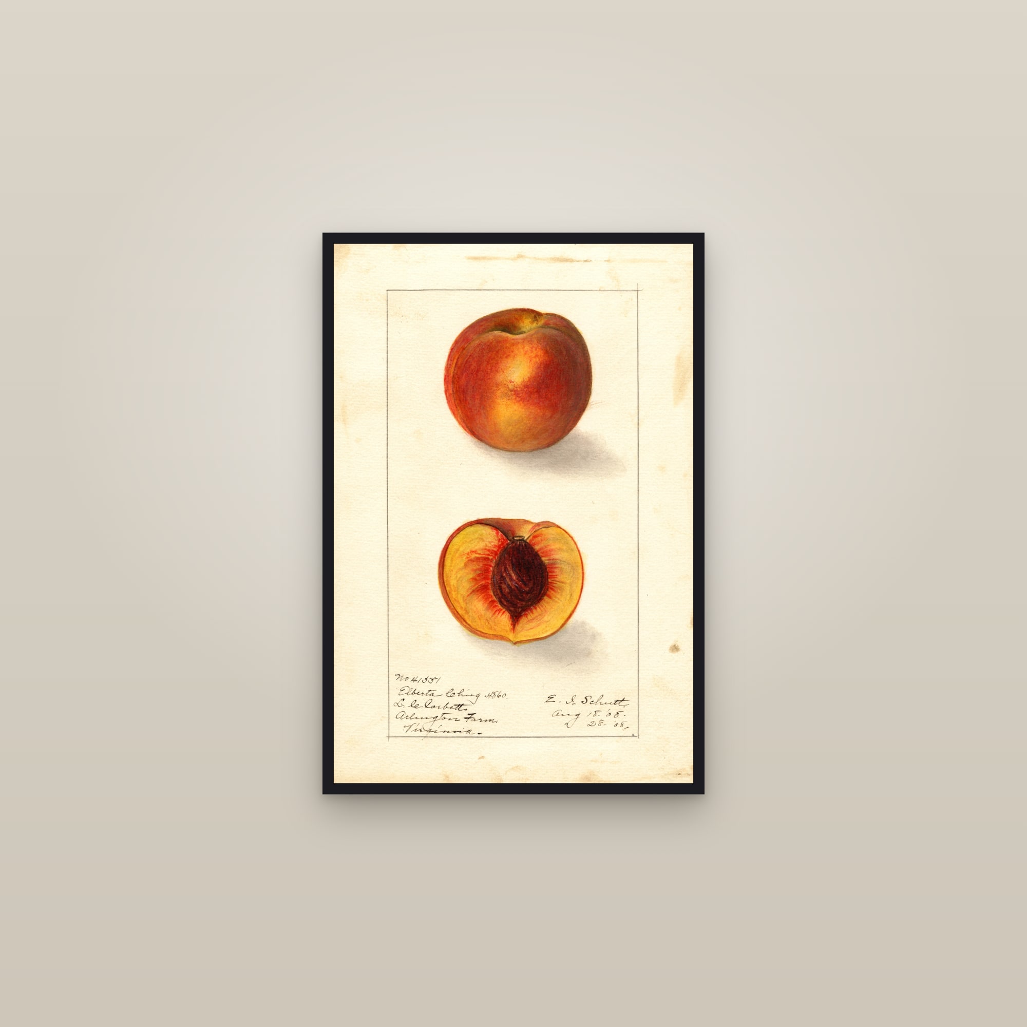 Elberta Cling Peach — framed in a gallery setting