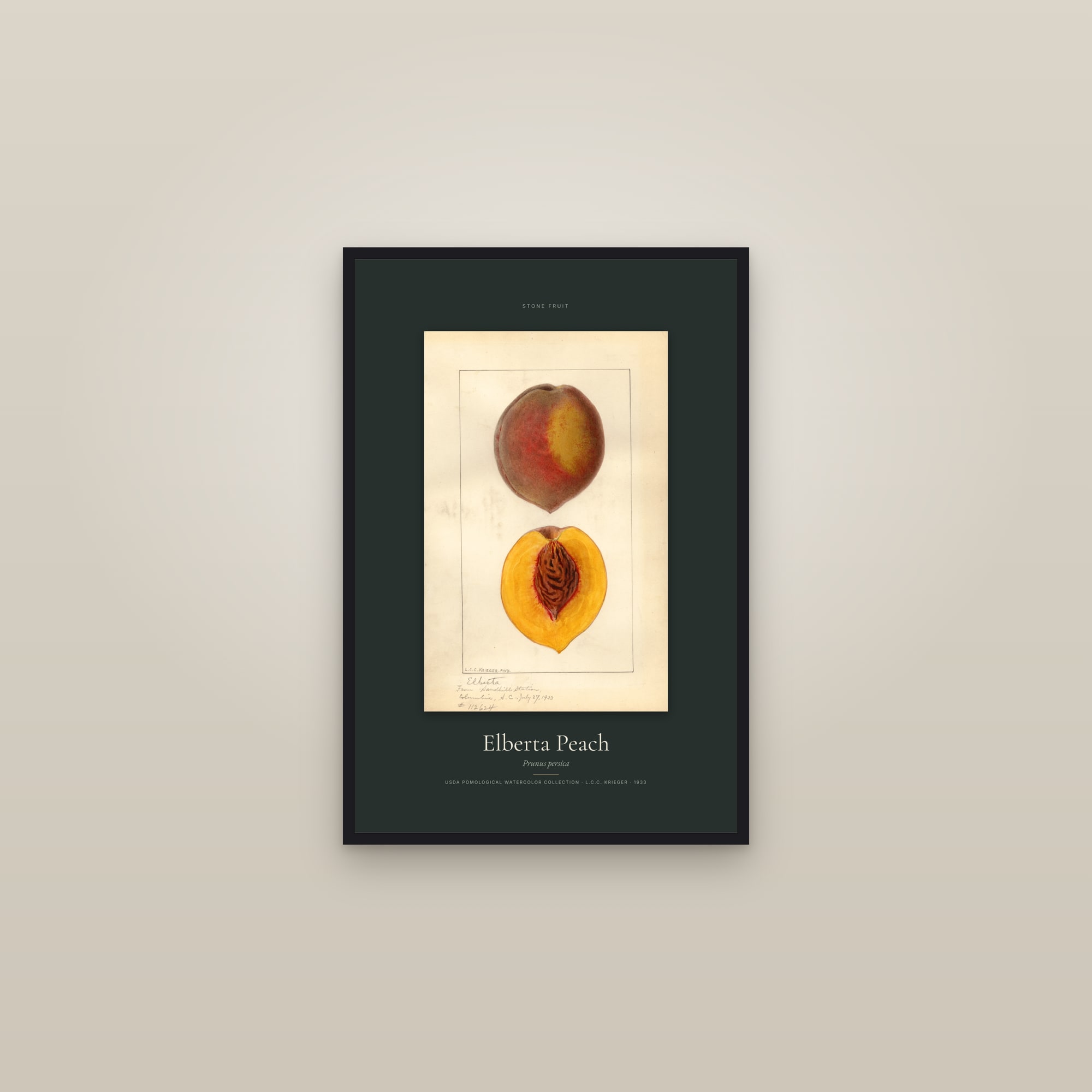 Elberta Peach — Specimen — framed in a gallery setting