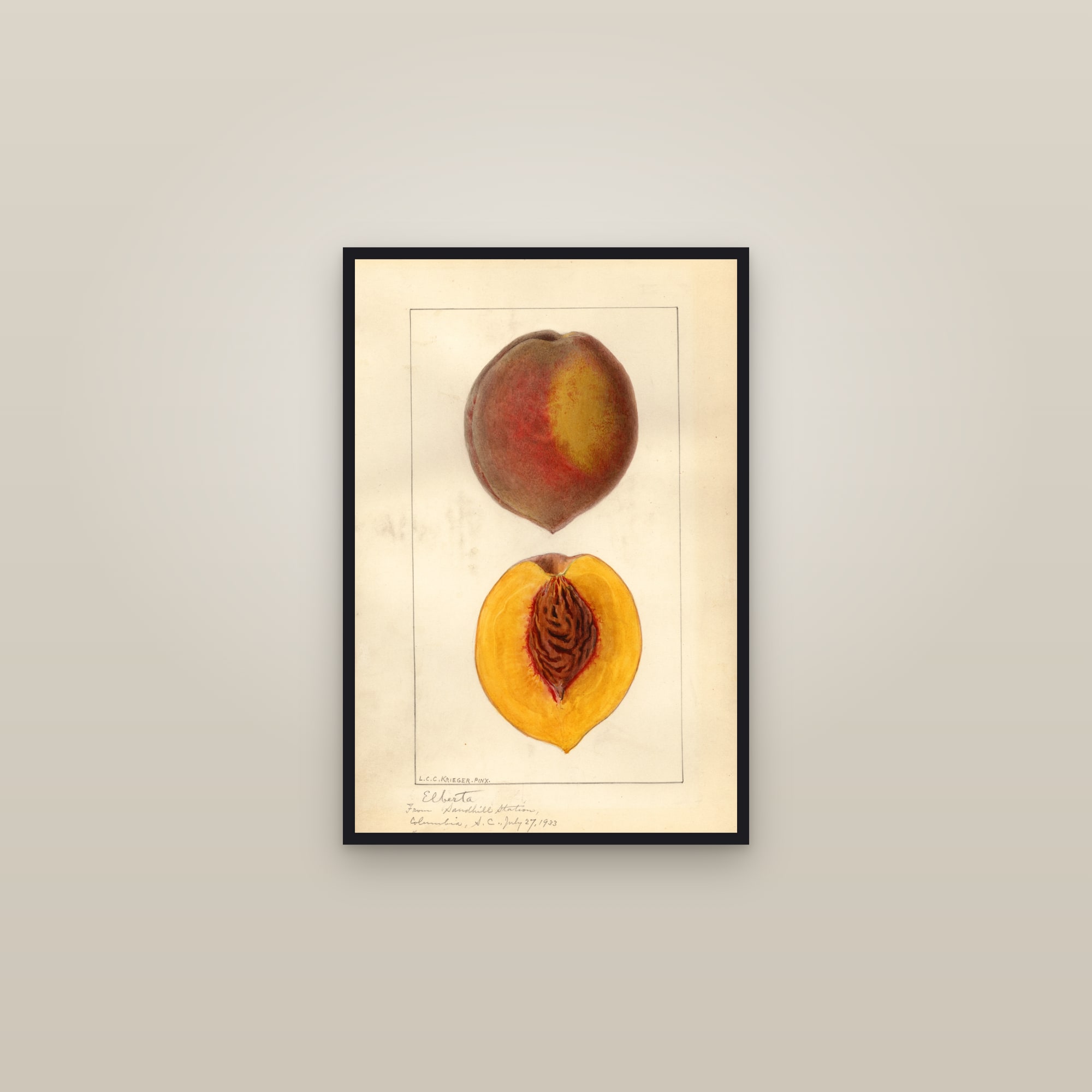 Elberta Peach — framed in a gallery setting
