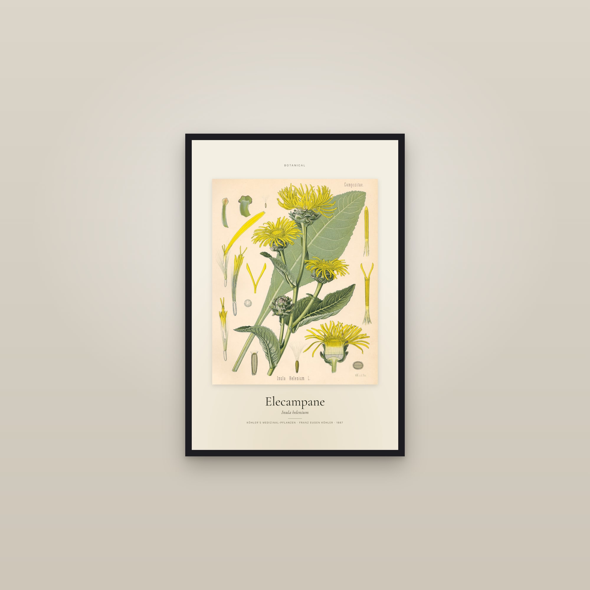Elecampane — Specimen — framed in a gallery setting