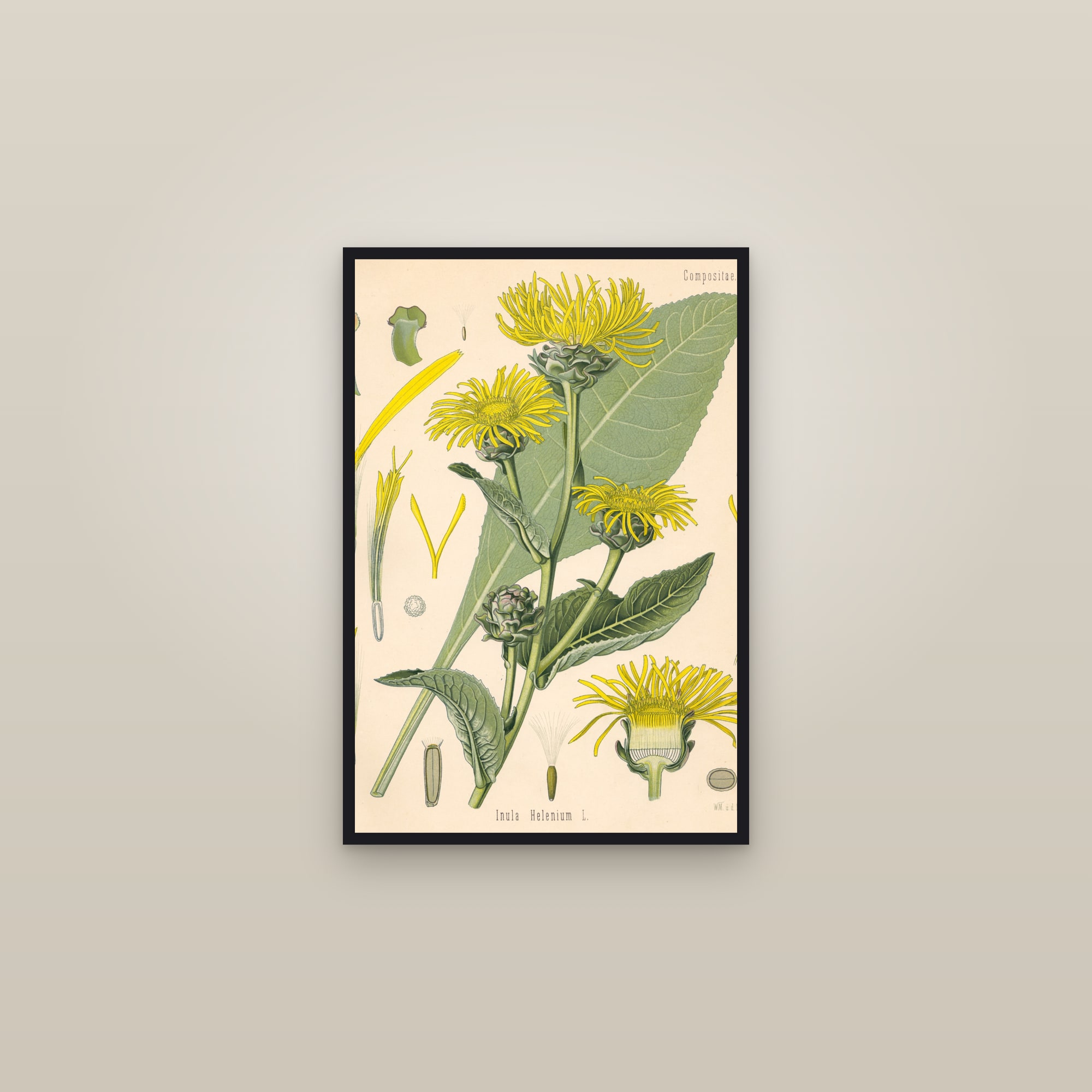 Elecampane — framed in a gallery setting
