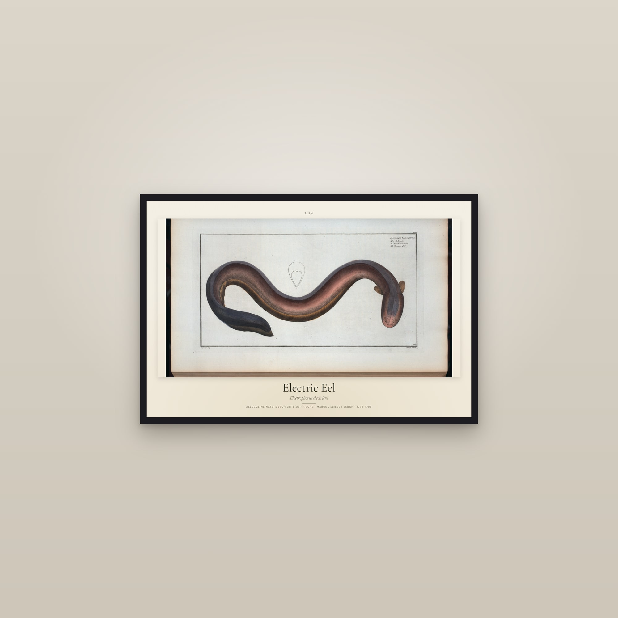 Electric Eel — framed in a gallery setting