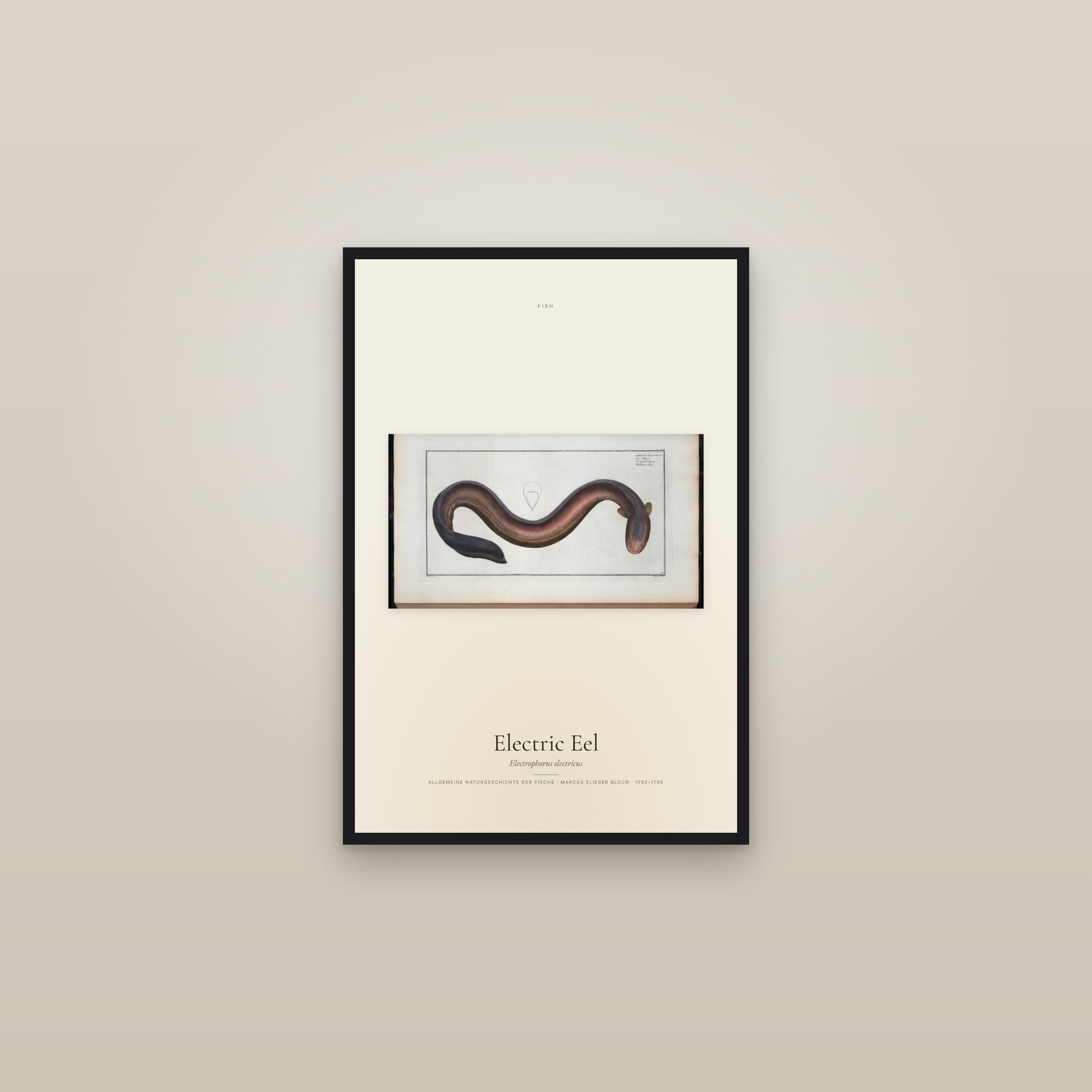 Electric Eel