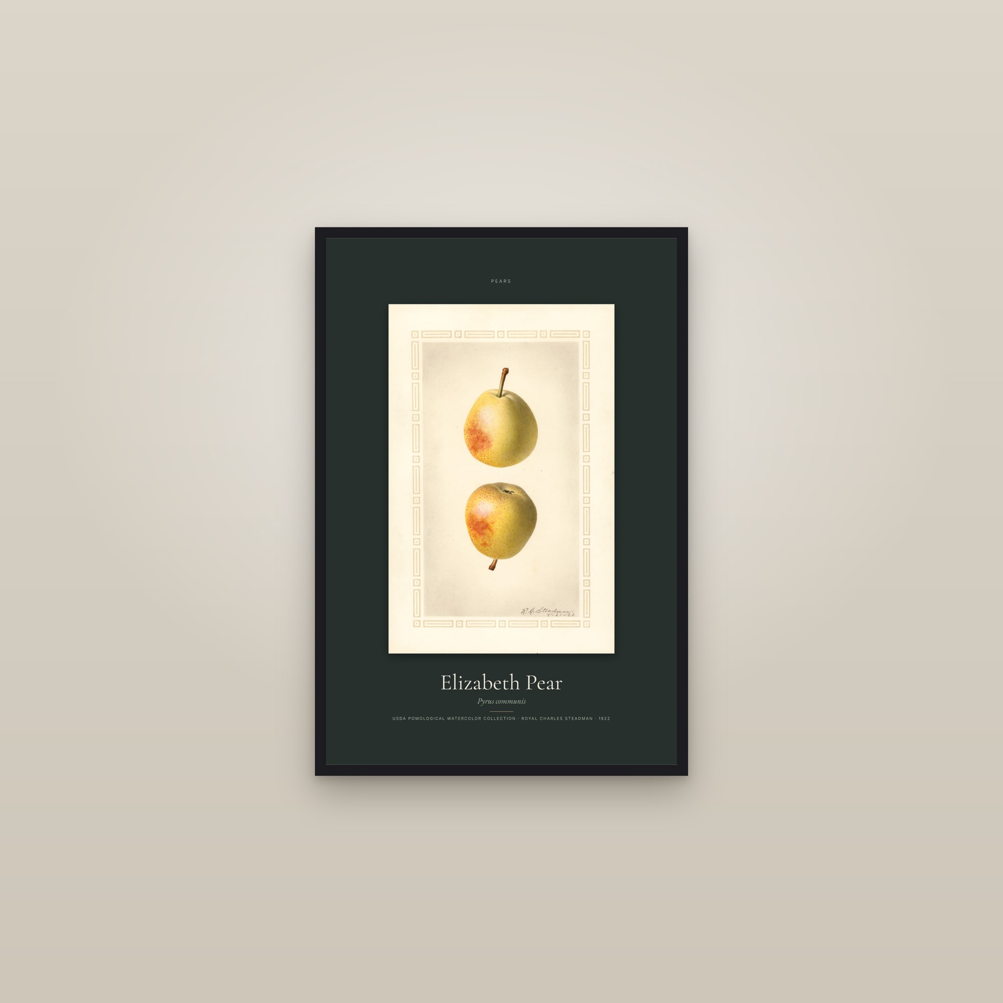 Elizabeth Pear — Specimen — framed in a gallery setting