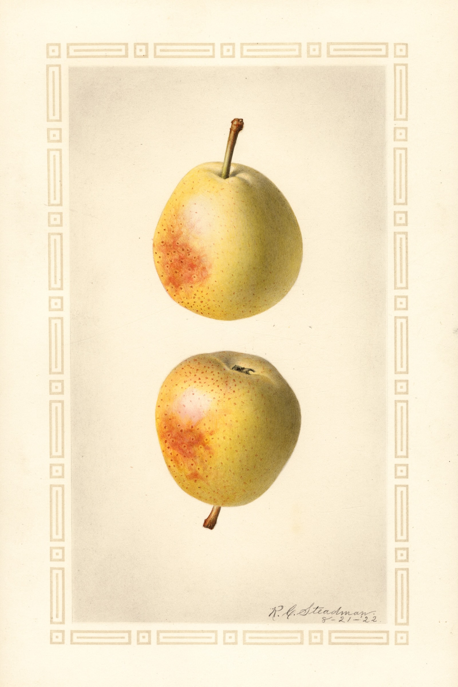Elizabeth Pear