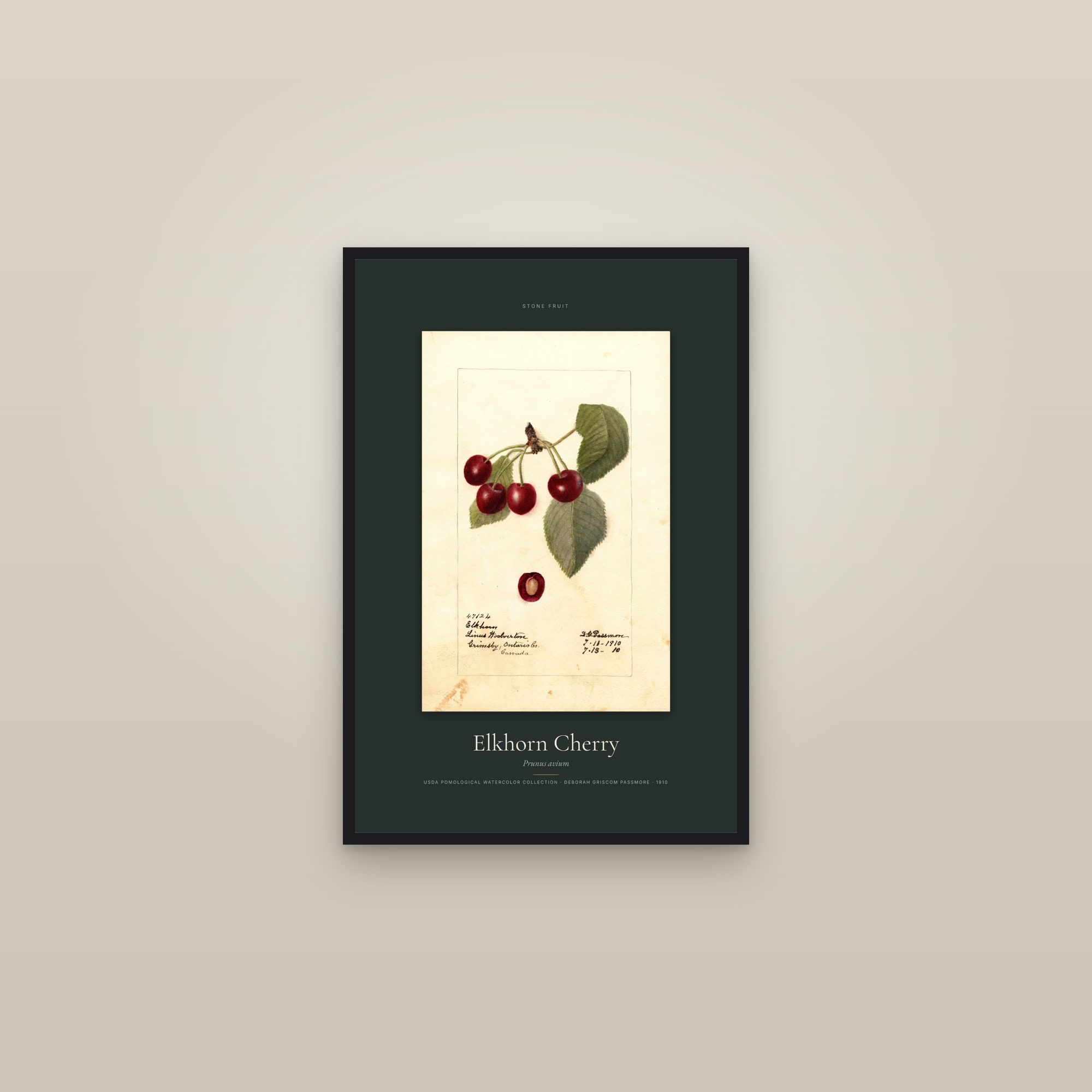 Elkhorn Cherry — Specimen — framed in a gallery setting