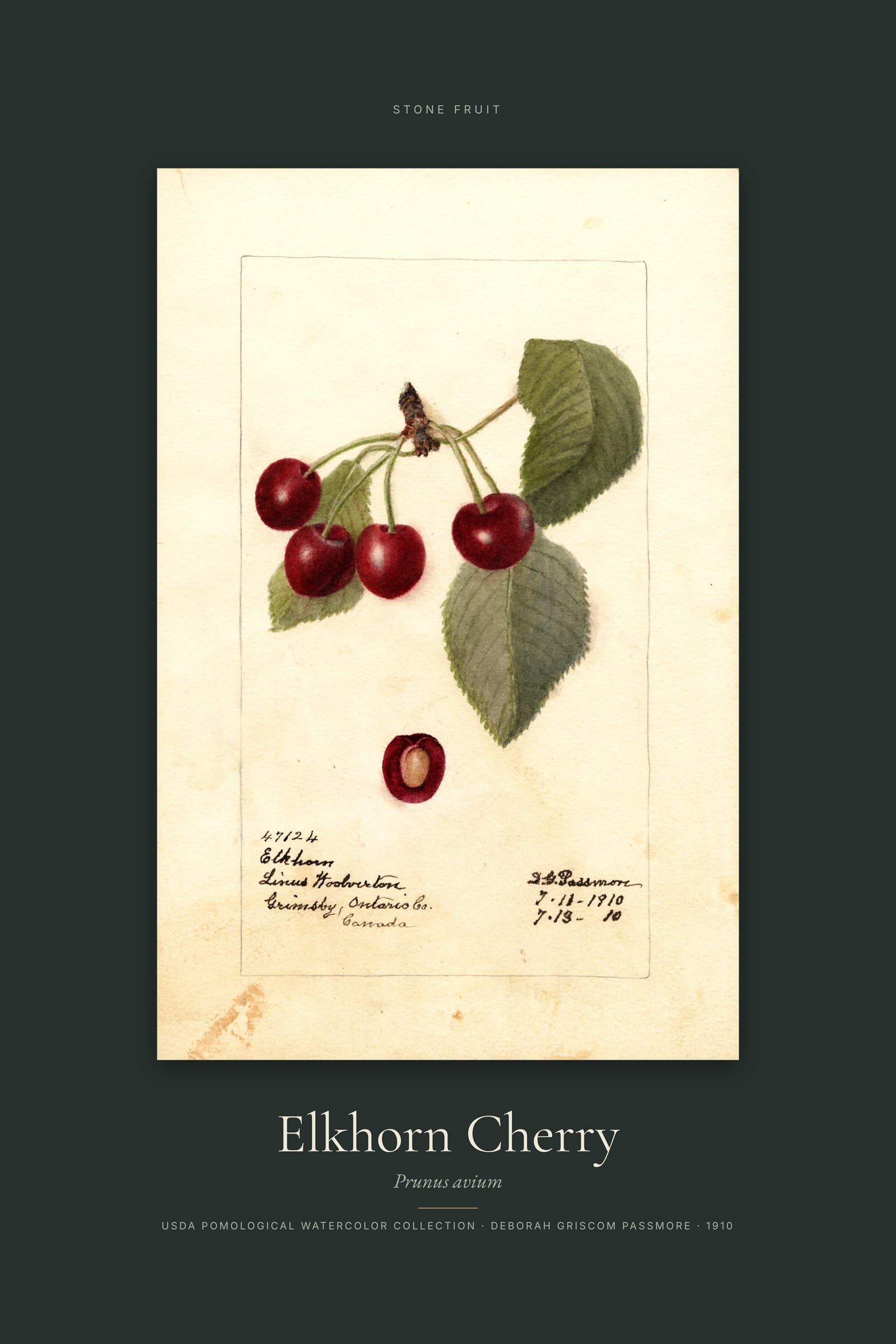 Elkhorn Cherry — Specimen