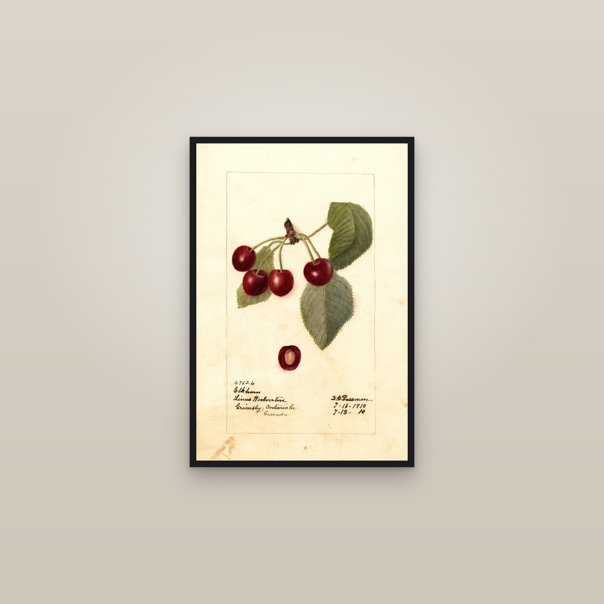 Elkhorn Cherry — framed in a gallery setting