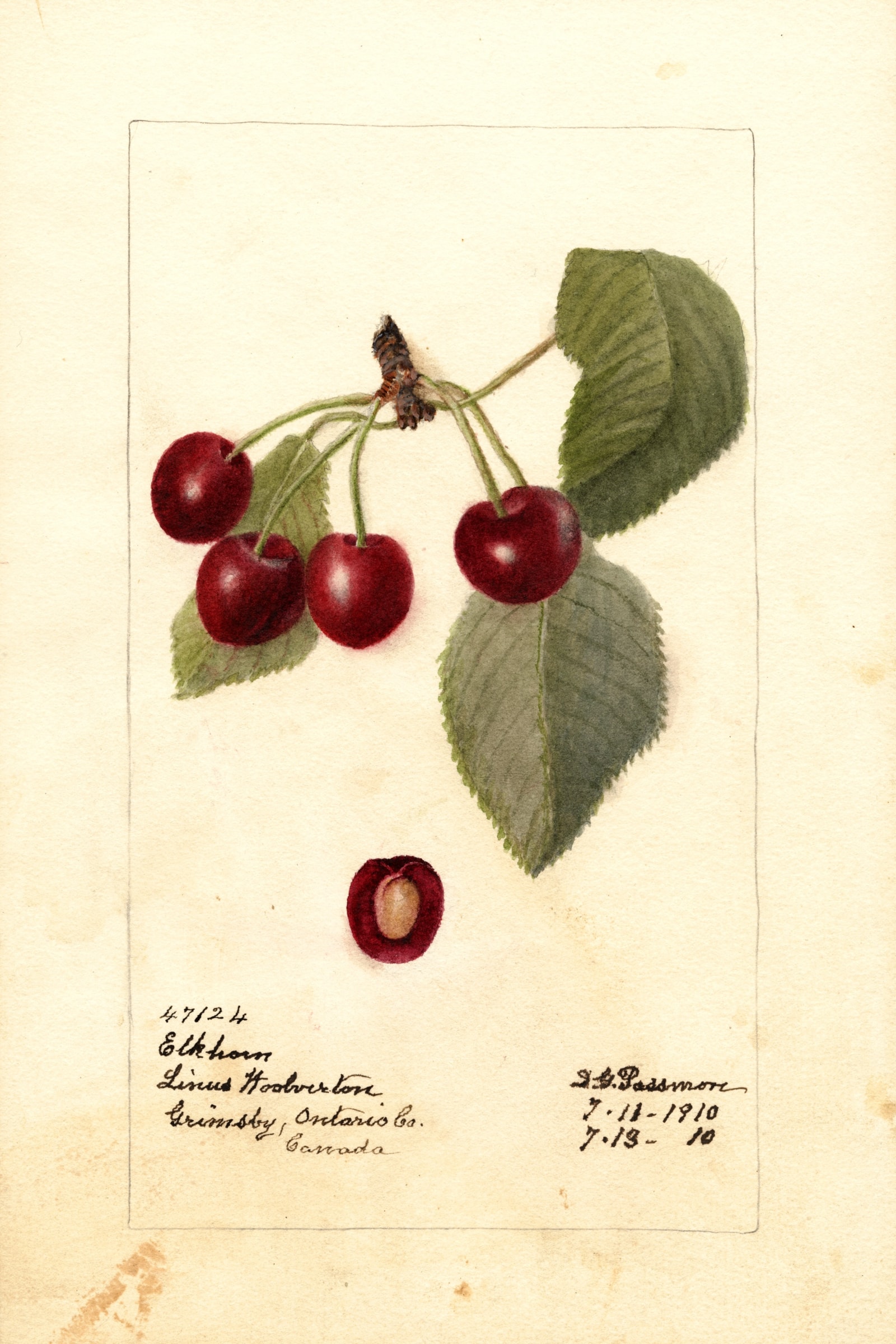 Elkhorn Cherry