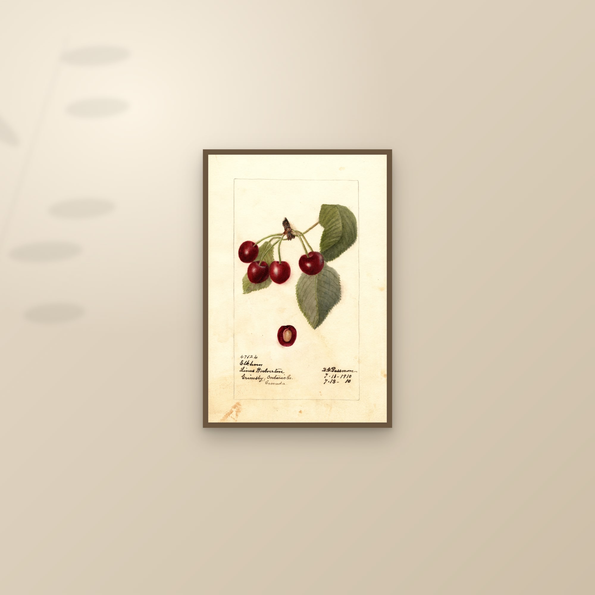 Elkhorn Cherry — framed and styled on a sunlit wall