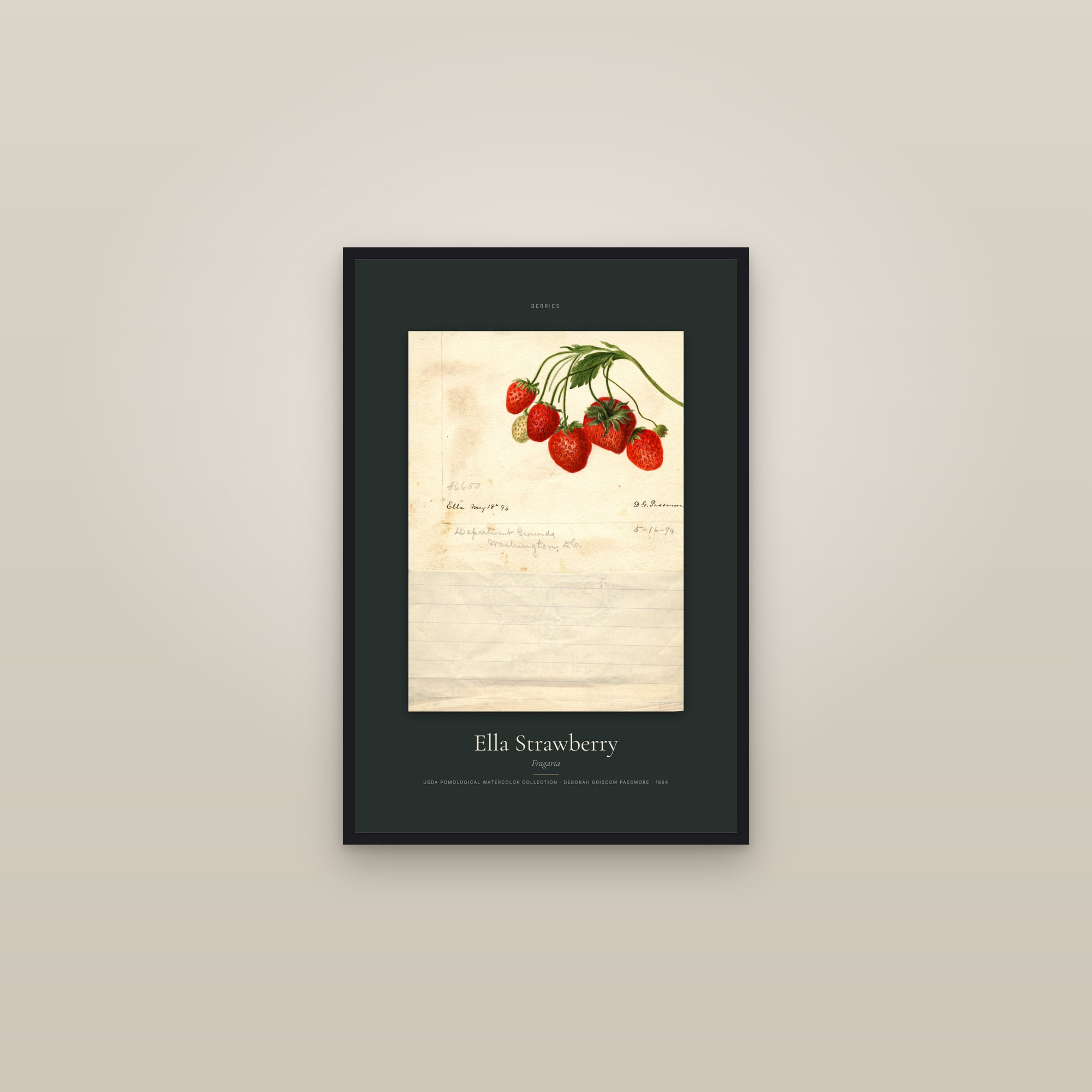 Ella Strawberry — Specimen — framed in a gallery setting