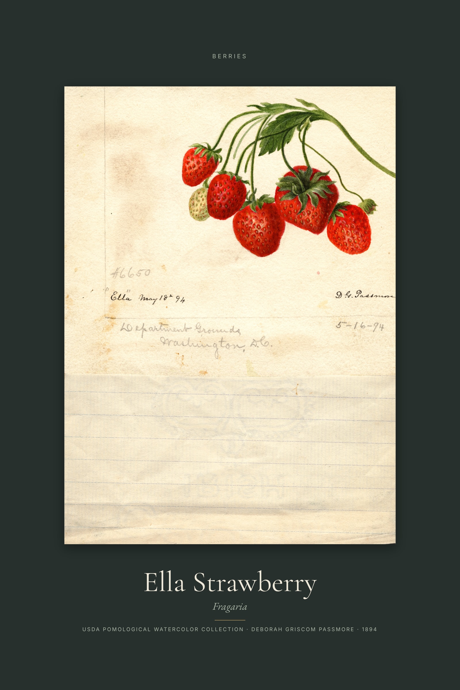 Ella Strawberry — Specimen