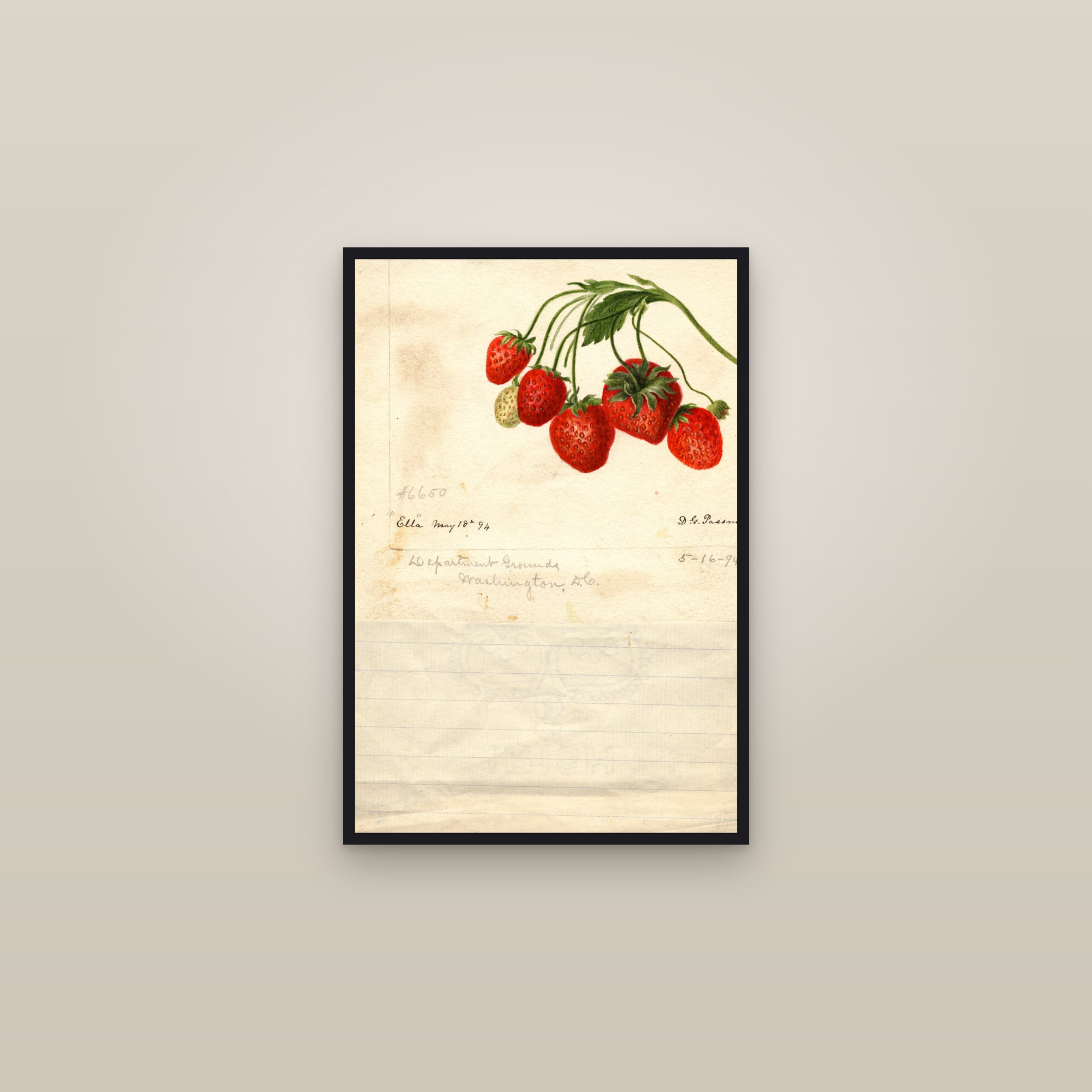 Ella Strawberry — framed in a gallery setting