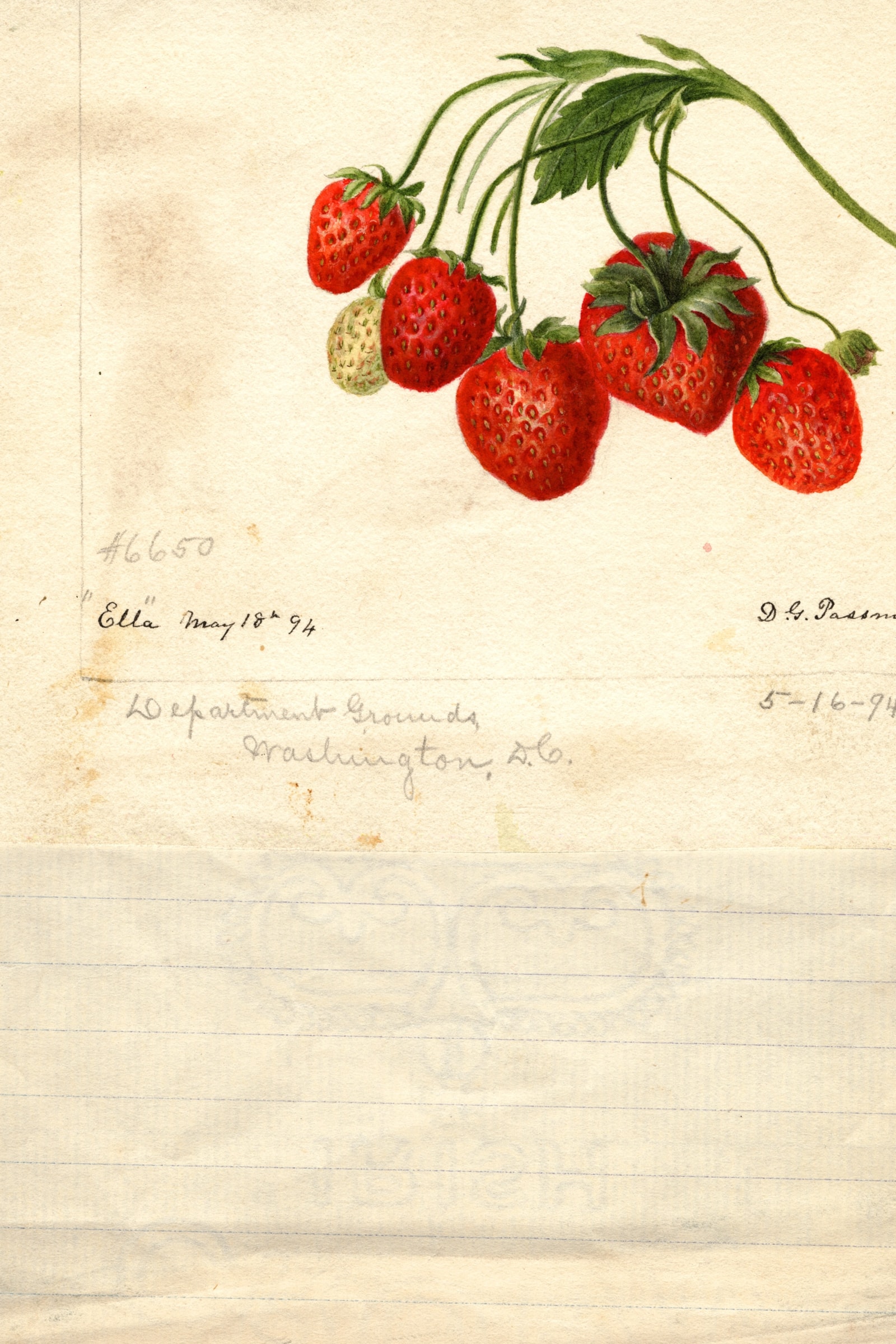 Ella Strawberry