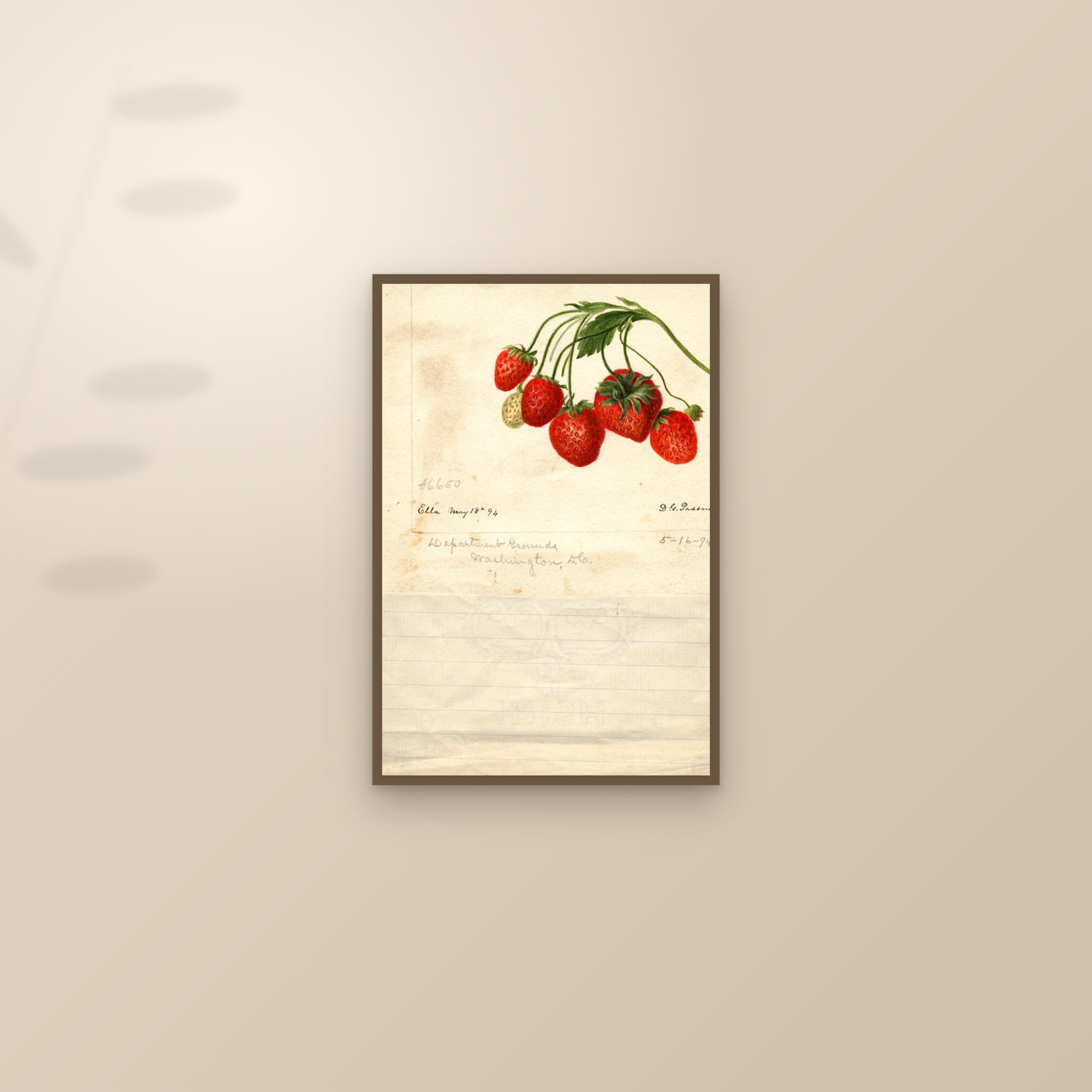 Ella Strawberry — framed and styled on a sunlit wall