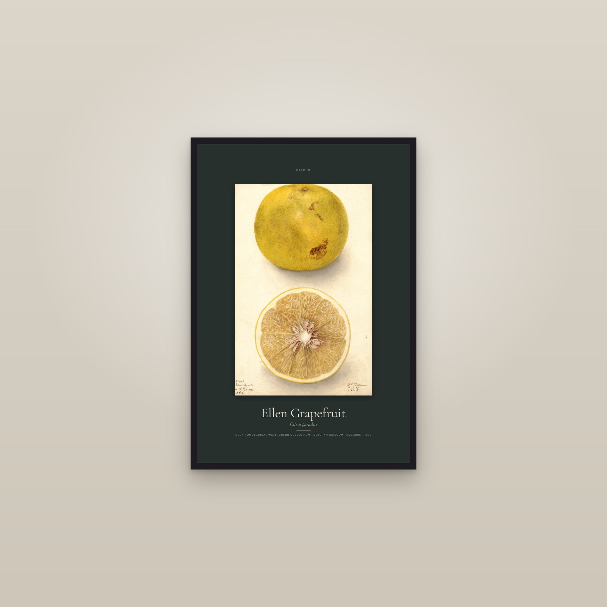 Ellen Grapefruit — Specimen — framed in a gallery setting