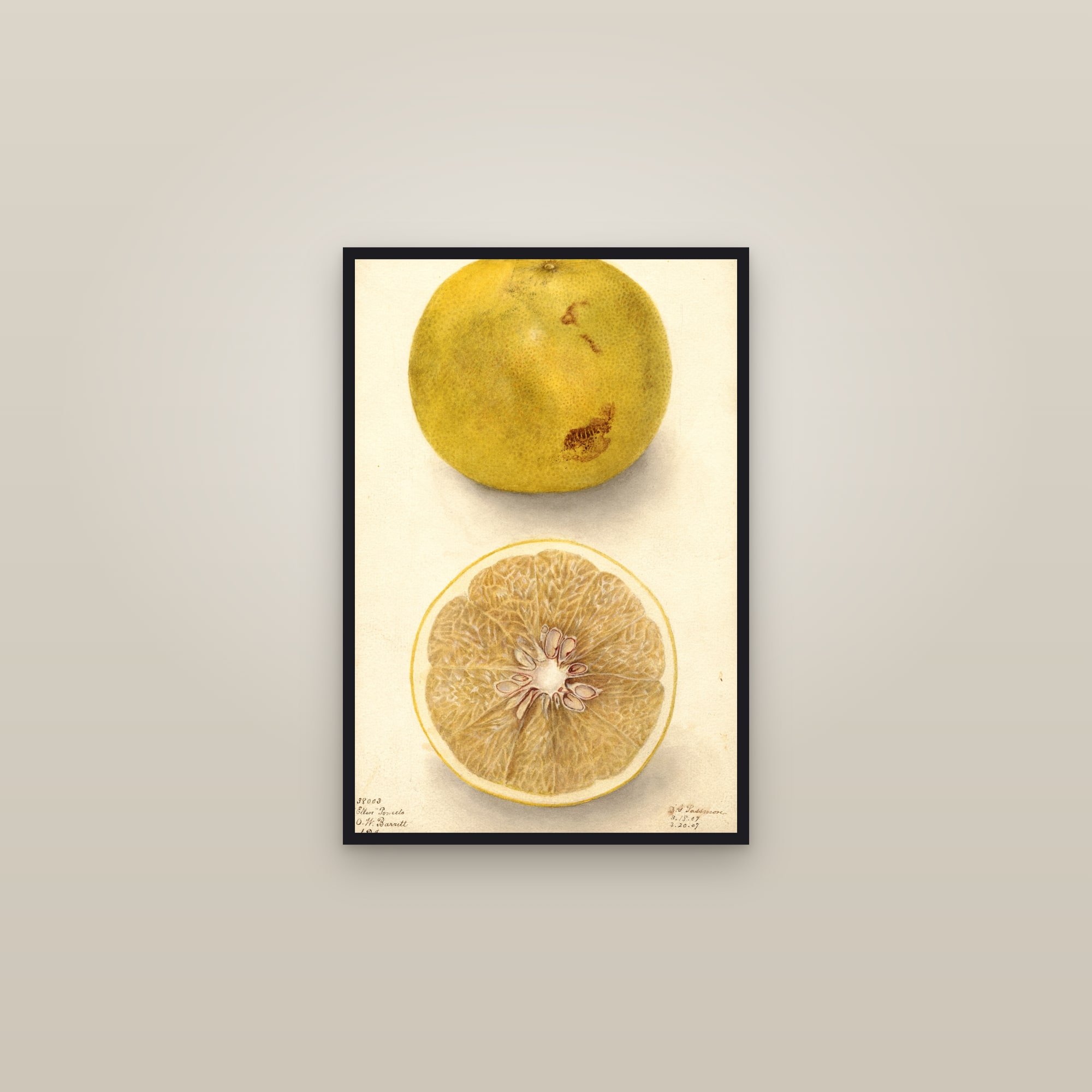 Ellen Grapefruit — framed in a gallery setting