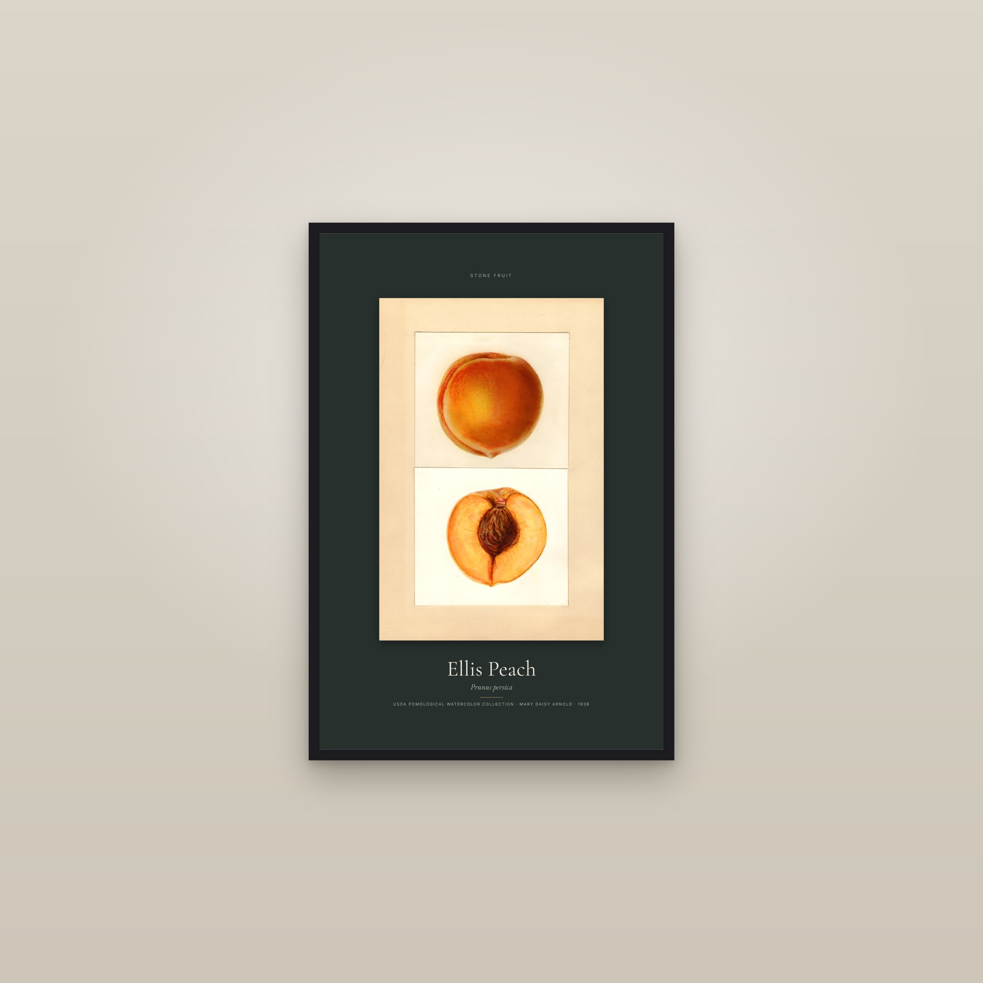 Ellis Peach — Specimen — framed in a gallery setting
