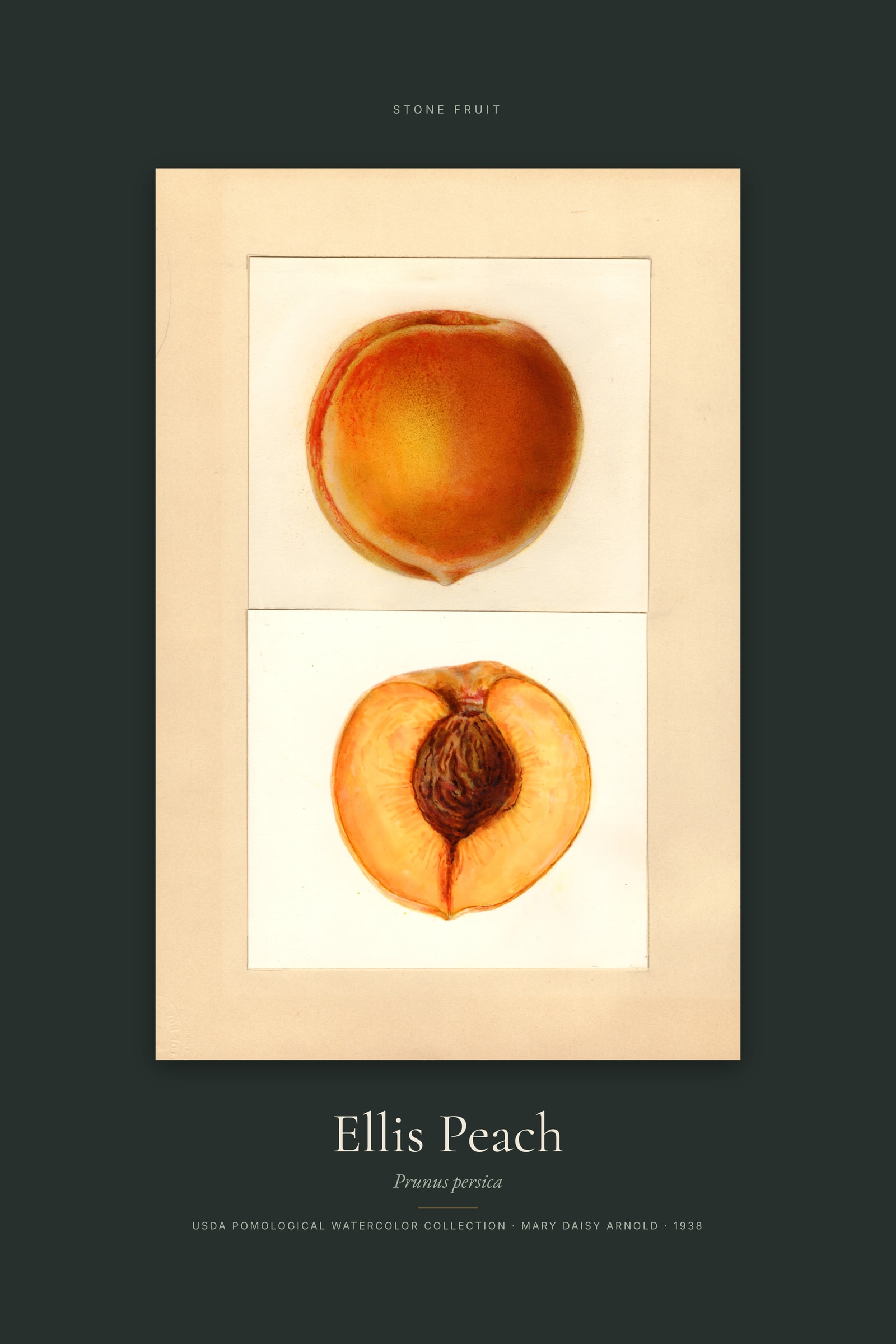 Ellis Peach — Specimen