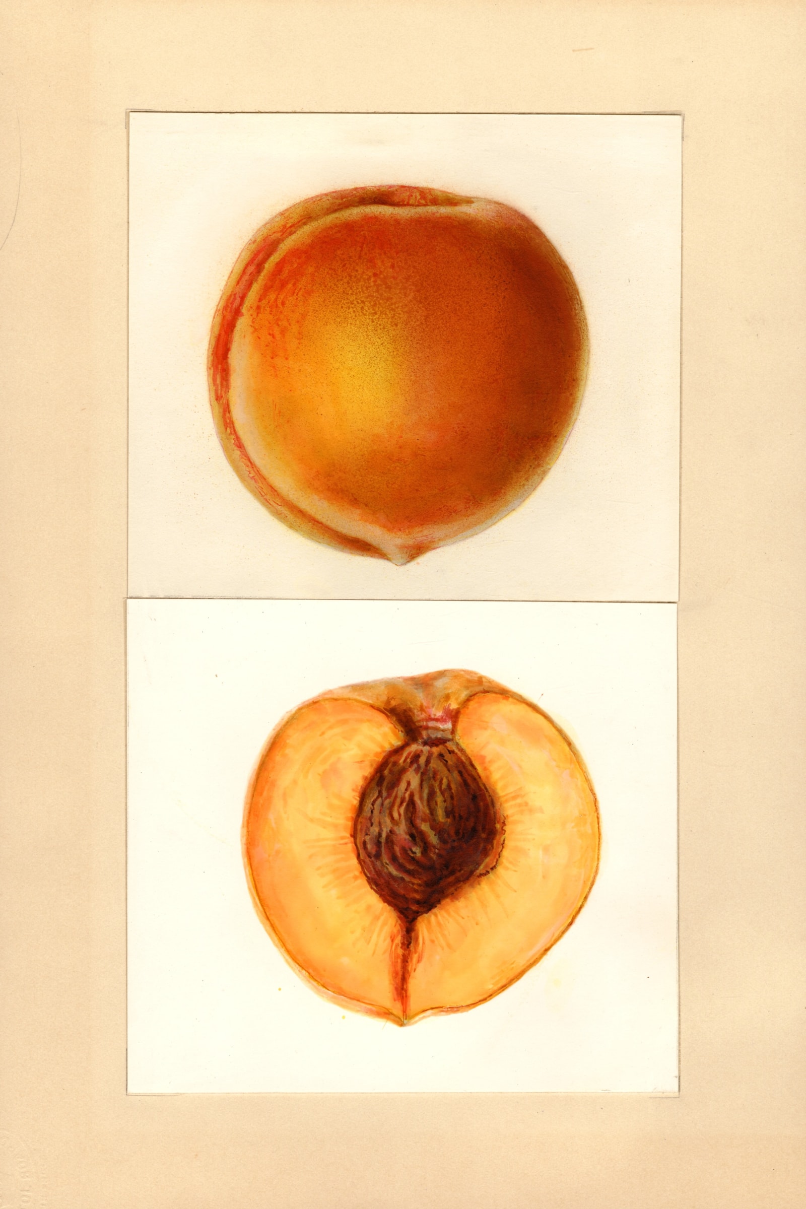 Ellis Peach