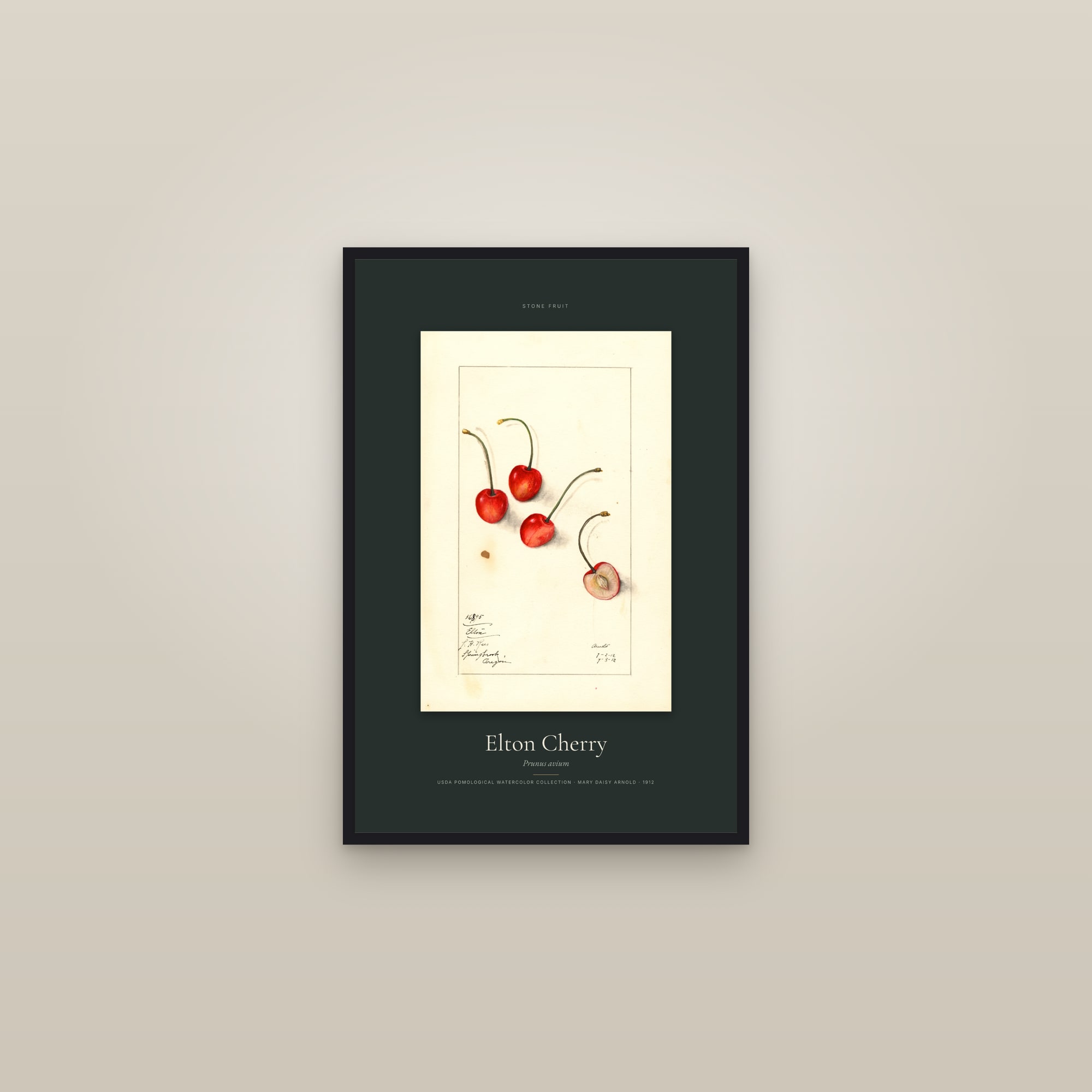 Elton Cherry — Specimen — framed in a gallery setting