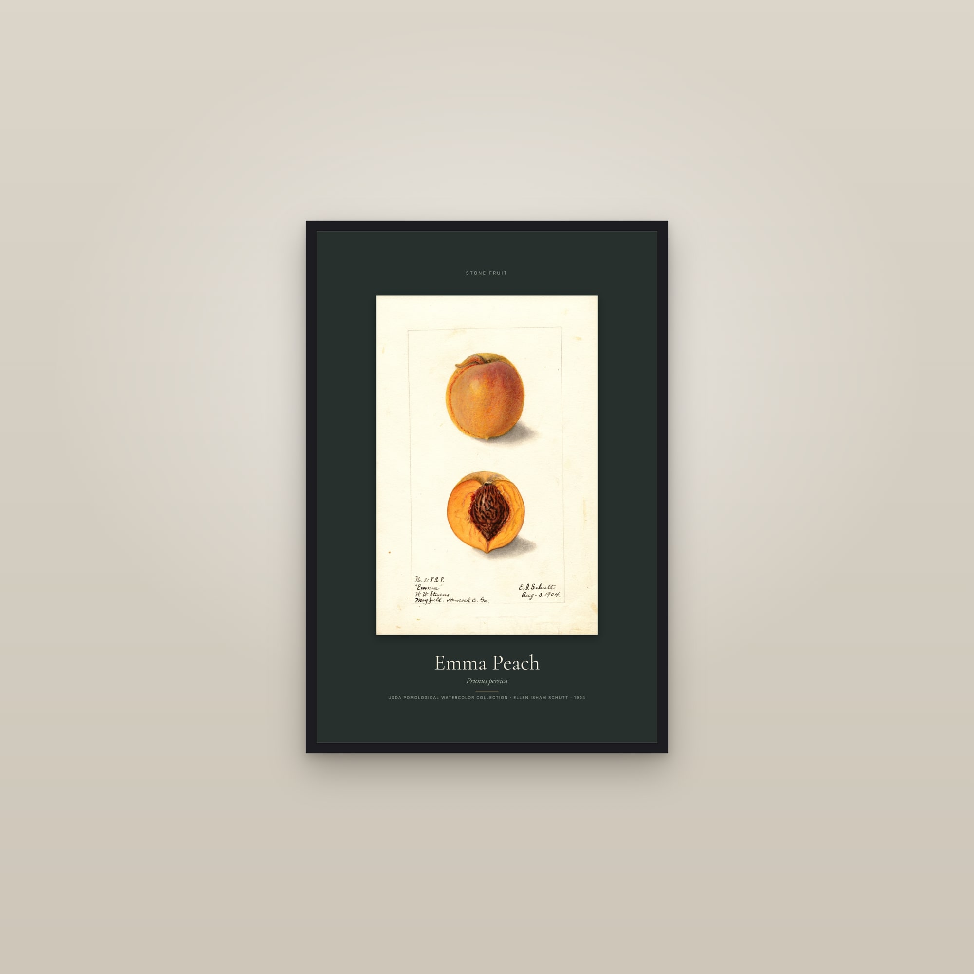 Emma Peach — Specimen — framed in a gallery setting