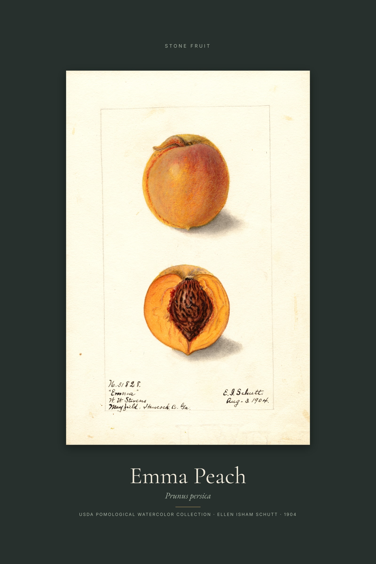 Emma Peach — Specimen