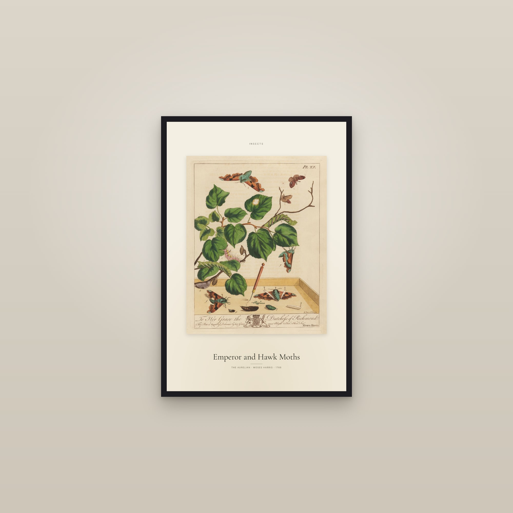 Emperor and Hawk Moths — Specimen — framed in a gallery setting