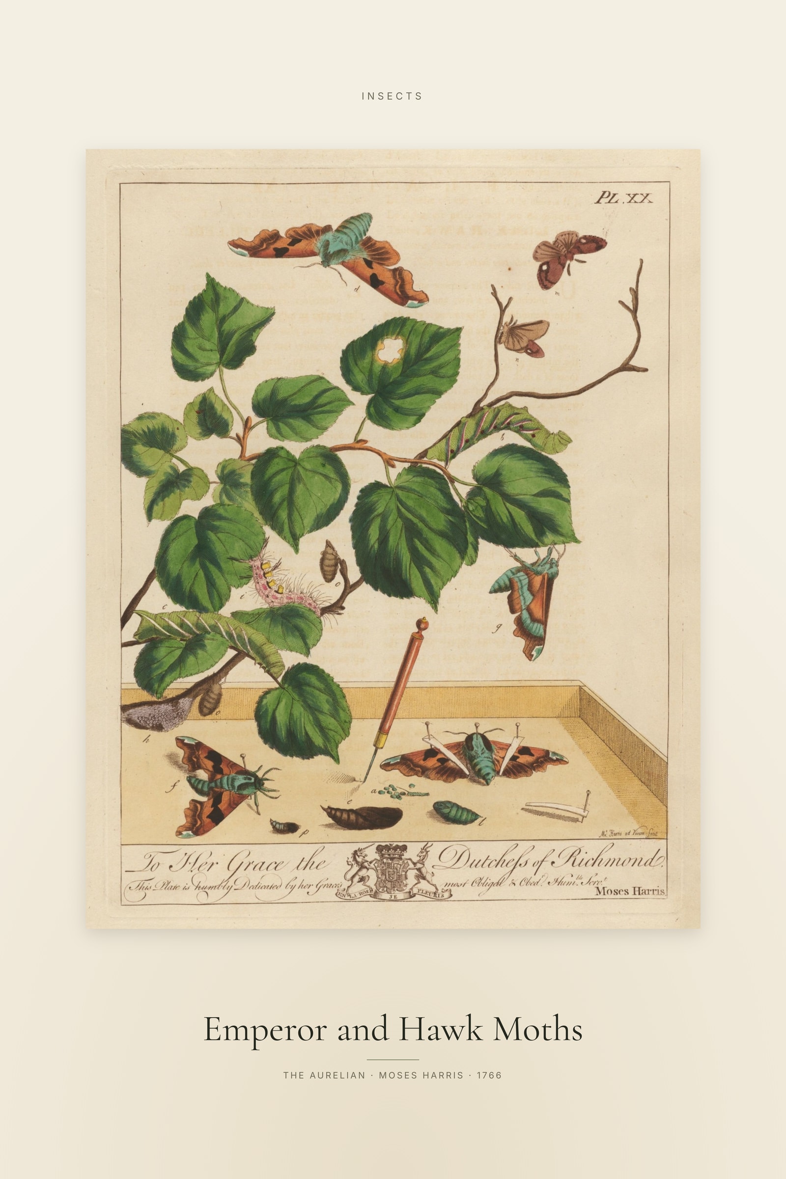Emperor and Hawk Moths — Specimen