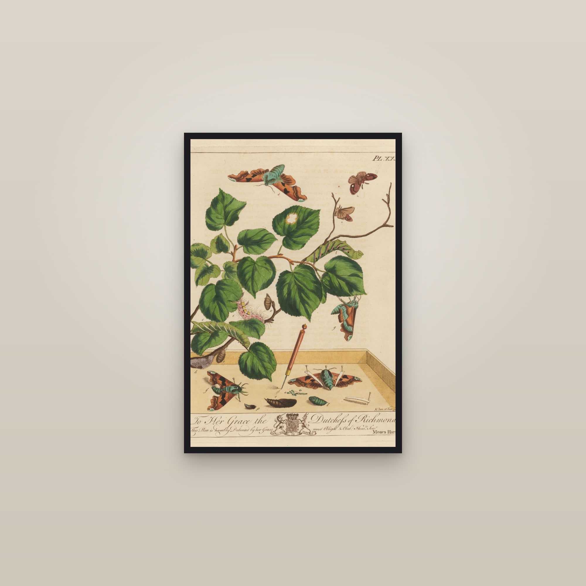 Emperor and Hawk Moths — framed in a gallery setting